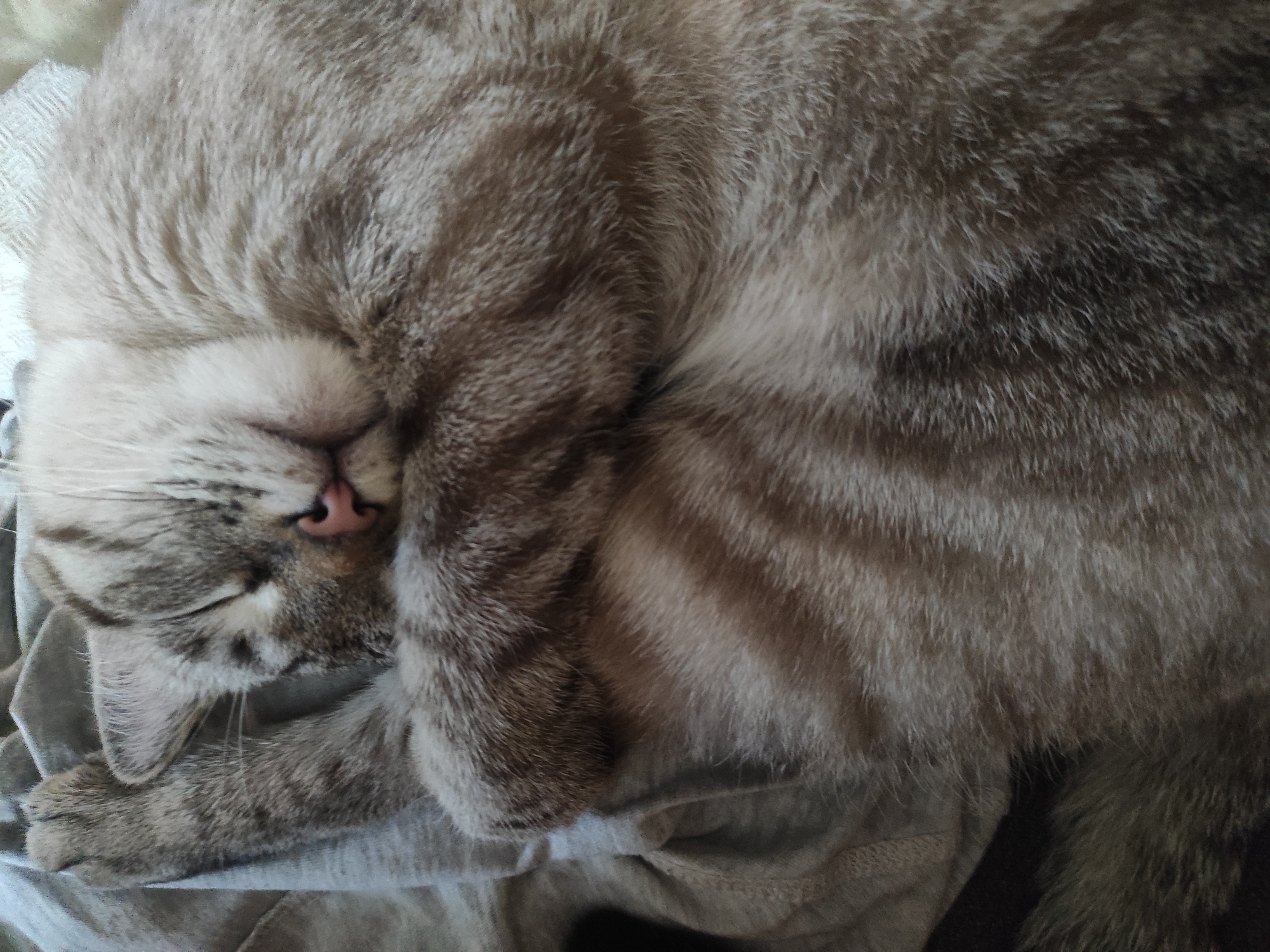 A close-up, overhead shot captures a tabby cat curled up and sleeping peacefully on a soft, grey fabric. The cat's fur displays a pattern of light and dark grey stripes, and its eyes are closed, with one paw resting over its face. The fabric appears to be a blanket or a piece of clothing. The overall scene conveys a sense of comfort and tranquility. There is no information in the image to indicate the location in Poltava, Ukraine.