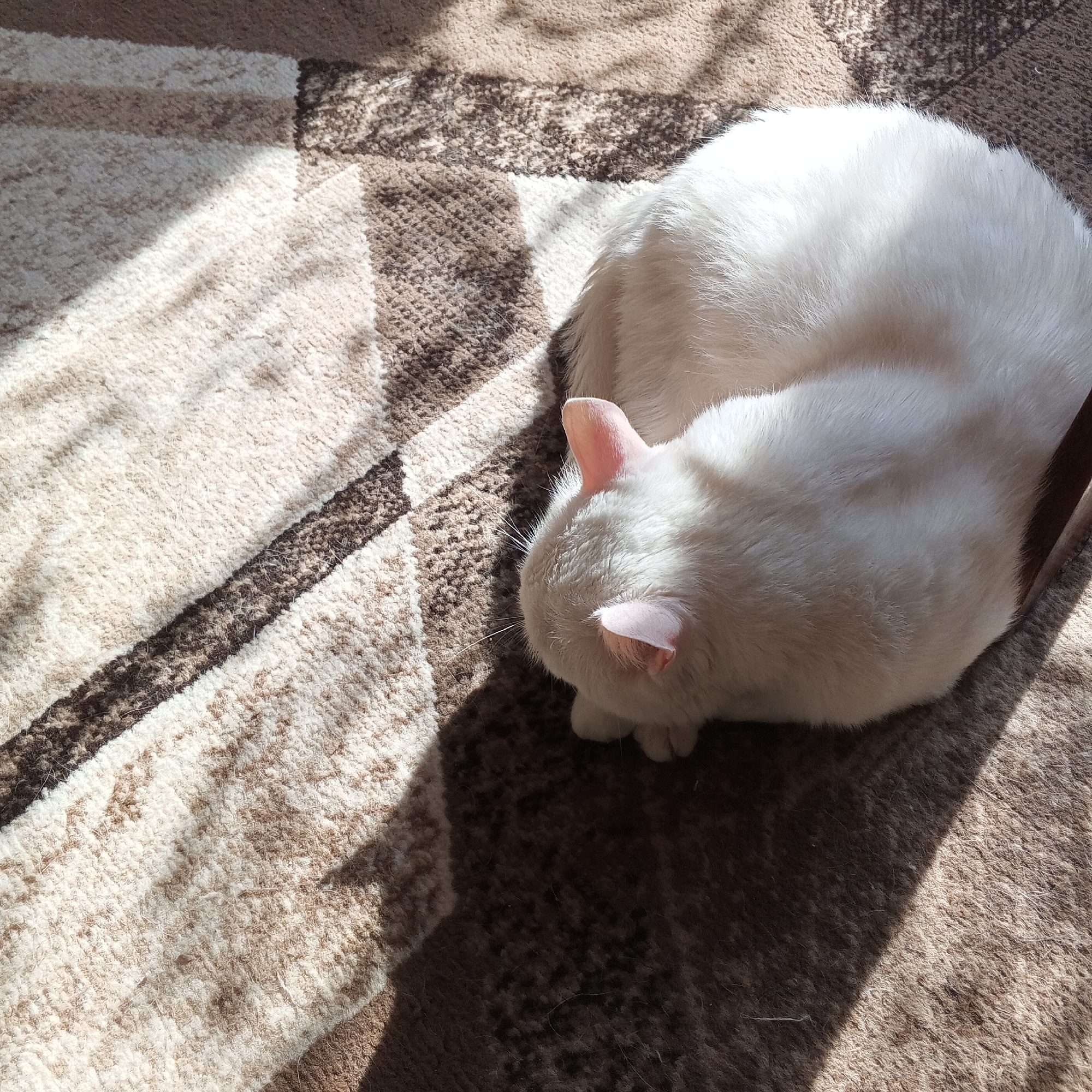 A white cat is curled up and sleeping on a patterned carpet. The carpet has geometric shapes in shades of brown and beige. Sunlight streams in from the left, casting shadows across the cat and carpet. The cat is a fluffy, all-white feline, with its head tucked down. The image is taken from a high-angle perspective. The location is a domestic interior, likely a living room, in the city of Prokopyevsk, Russia.