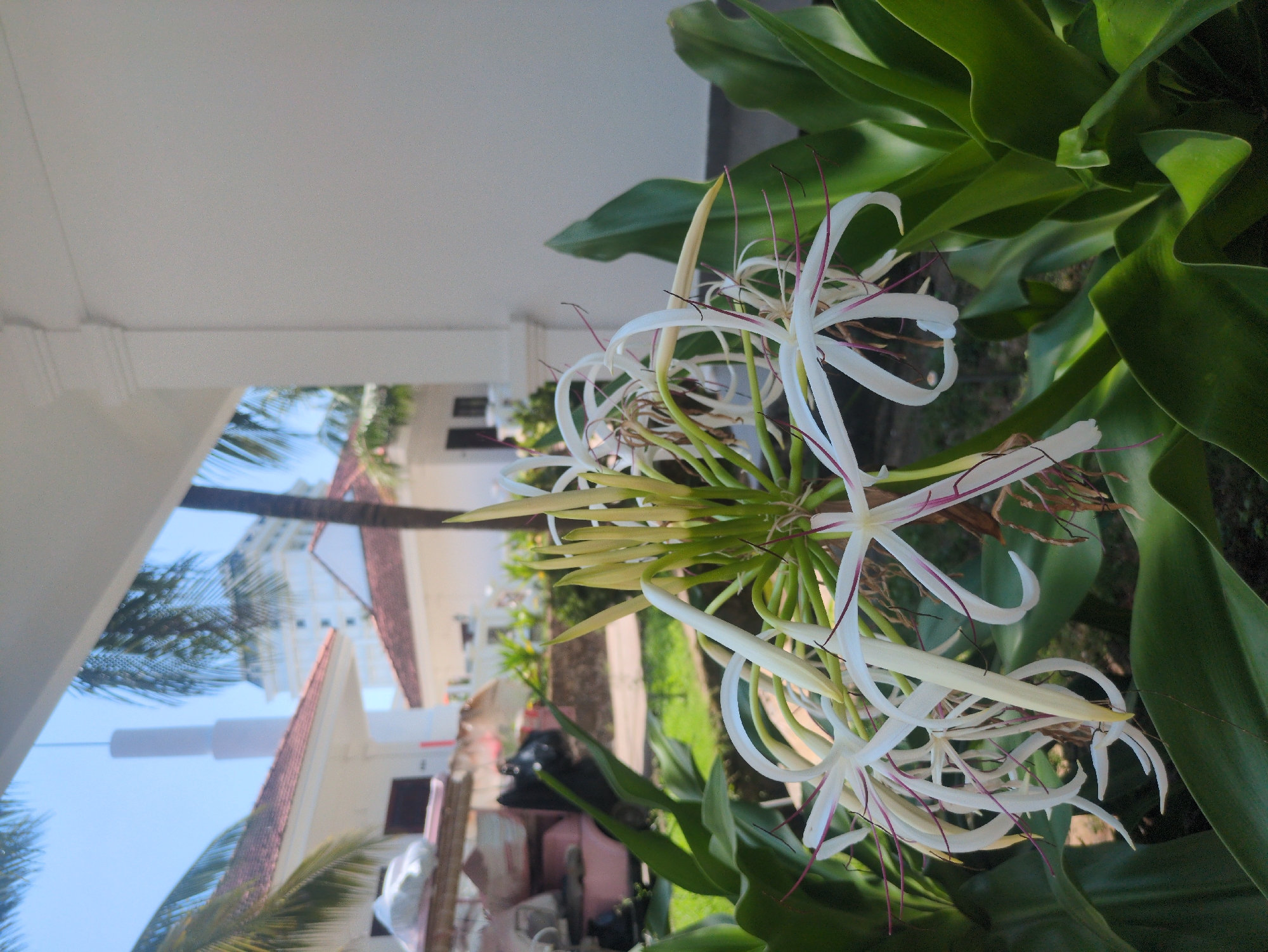 The image depicts a close-up of a white and green flower, possibly a spider lily, with long, curved petals and prominent green leaves, likely in a tropical environment. The background reveals glimpses of buildings with red-tiled roofs and palm trees, suggesting a resort or residential area. The structures and foliage point towards a tropical location. Given the prompt’s request to identify Phú Quốc, Vietnam, as the location, it's possible this image was taken there. The scene includes elements of the built environment and natural landscape, creating a contrast between human construction and tropical flora. Construction materials are visible in the background near the flower. The image is rotated to the side and appears to have been taken in an outdoor environment during daylight hours.