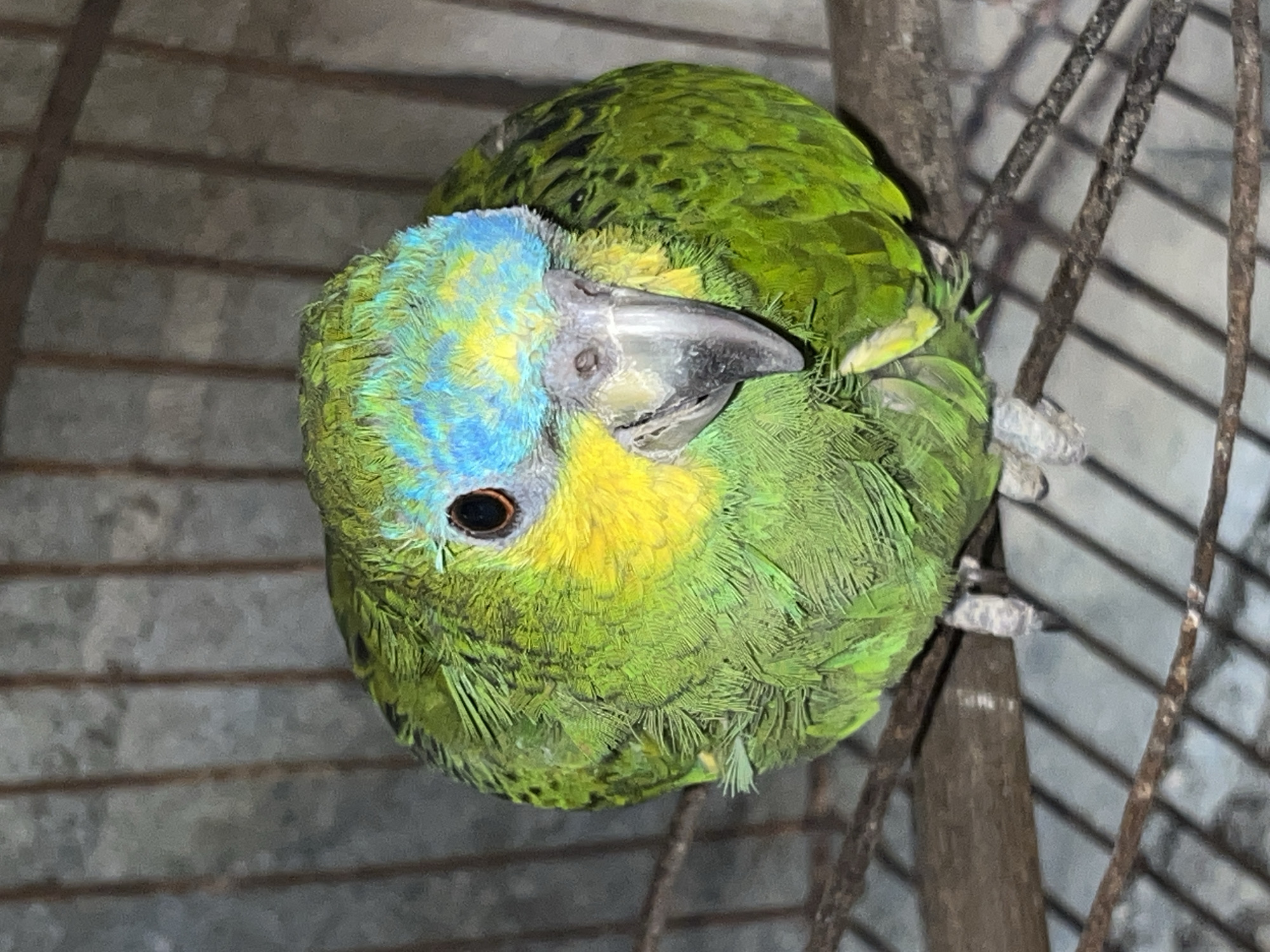 A blue-fronted amazon parrot is perched within a cage. The parrot displays green plumage across most of its body, with blue and yellow feathers on its head. It has a grey beak, and one eye is visible. The cage has a metal grid structure and a wooden perch. The location is Tinaquillo, Venezuela, as indicated by the user.