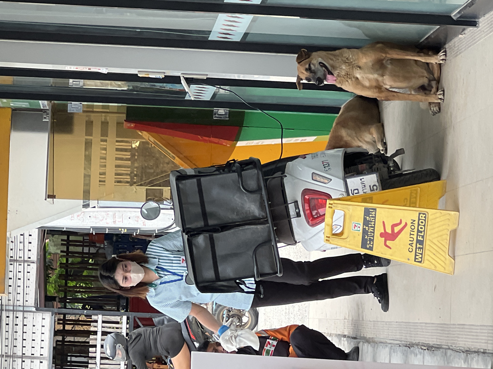 The image depicts an outdoor scene in front of a building that appears to be a convenience store, possibly in Baan Bang Rak, Thailand. A young woman wearing a blue and white striped shirt with a 7-Eleven logo, black pants, and a face mask is standing next to a white scooter. The scooter is equipped with two large black insulated delivery bags. To the left, a person in an orange and black vest is partially visible, kneeling and holding a white cloth. To the right, a medium-sized brown dog is sitting down, panting with its tongue out, leaning against the building's wall. Another brown dog is lying down behind the scooter. A yellow "Caution Wet Floor" sign with a red stick figure slipping is placed on the ground near the scooter. The background includes a building facade with reflective windows, vertical blinds, and some colorful panels.