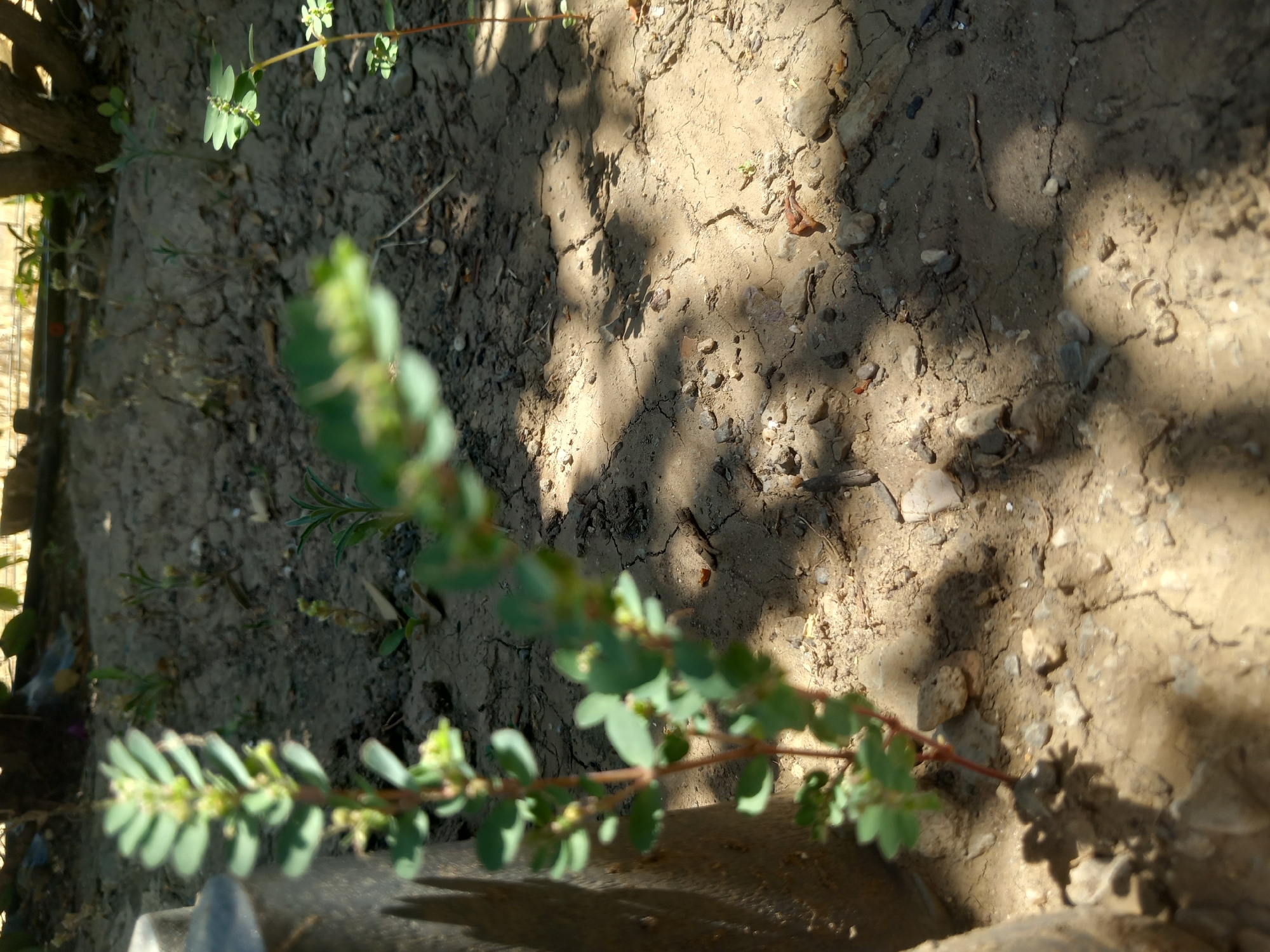 In Άγιος Νεκτάριος, Greece, an outdoor scene depicts dry, cracked earth with sparse vegetation. A thin, green plant with small leaves and developing flower buds stands in the foreground to the left, partially obscured by a dark, textured object. To the right, another similar, smaller plant with green leaves and tiny buds is visible, set against the dry soil. Shadows of foliage fall across the ground, indicating sunlight filtering through overhead leaves. The environment appears somewhat arid, with small stones and twigs scattered on the soil's surface.