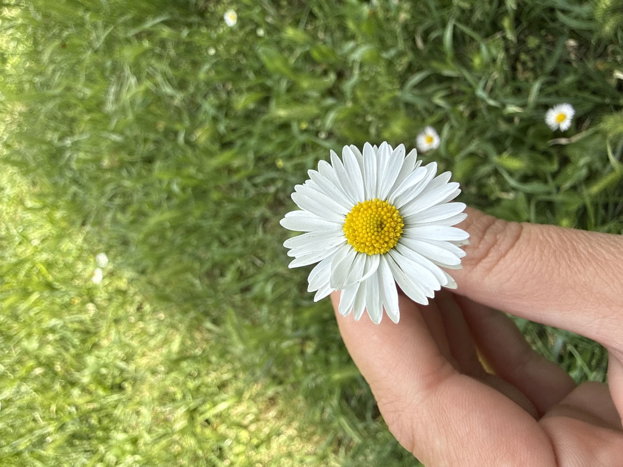 A close-up, vertical shot shows a person's hand holding a single daisy flower against a blurred green grassy background. The daisy is white with a bright yellow center, and its petals are delicate and slightly cupped. The hand, with visible skin texture and lines, is positioned in the lower left corner of the frame, gently supporting the flower. The background is a soft blur of various shades of green, suggesting a natural outdoor setting, possibly a park or garden. Several small, out-of-focus white flowers are scattered throughout the grass in the background. The lighting appears to be natural, possibly sunlight, creating soft highlights on the daisy and the hand.