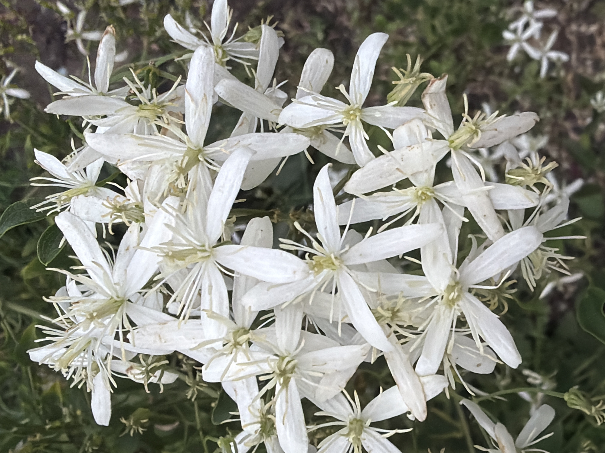 The image shows a close-up of a cluster of white flowers with thin, delicate petals and numerous stamens. The flowers are in various stages of bloom, with some appearing more open than others. The background consists of blurred green foliage and some areas of brown, suggesting a natural outdoor setting. There are no people, structures, or distinct landmarks visible in the image. The image does not provide any information about its location in Novosibirsk, Russia.