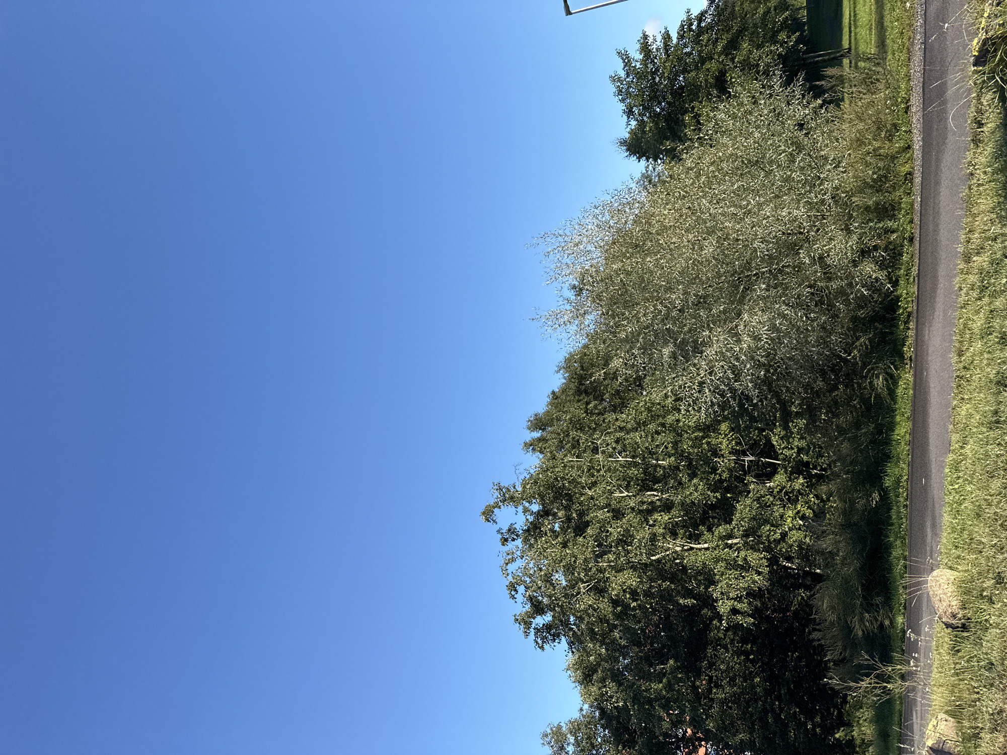 This is a vertical, eye-level, outdoor photograph taken on a clear, sunny day with a bright blue sky dominating the upper two-thirds of the frame. The lower third of the image depicts a lush, green landscape.
In the foreground, a paved path, possibly a road or walkway, runs horizontally across the bottom of the image. The path is dark grey and appears slightly wet in places, suggesting recent rain or dew. To the left and right of the path, vibrant green grass grows thickly, interspersed with small white wildflowers and tall, dry grass stalks. Several large, rough-textured stones are scattered in the grass along the edge of the path, particularly on the left side.
Behind the path, a dense line of trees and bushes forms a natural barrier. On the left, a large tree with a light-colored trunk and dark green foliage stands prominently. To its right, a bushy tree with silvery-green, narrow leaves creates a lighter contrast. Further to the right, more trees with dark green leaves are visible, receding into the background and creating a sense of depth. The trees are full and leafy, indicating a temperate climate, likely during the warmer months.
The scene is peaceful and natural, with no people or animals visible. The overall impression is one of a well-maintained park or recreational area. Given the characteristic architecture and vegetation, this scene could be located in a park within Tallinn, Estonia, such as Kadriorg Park or the Estonian Open Air Museum, which feature similar combinations of paved paths, abundant greenery, and mature trees. The clear blue sky suggests it is daytime, and the quality of light indicates a bright, sunny afternoon.