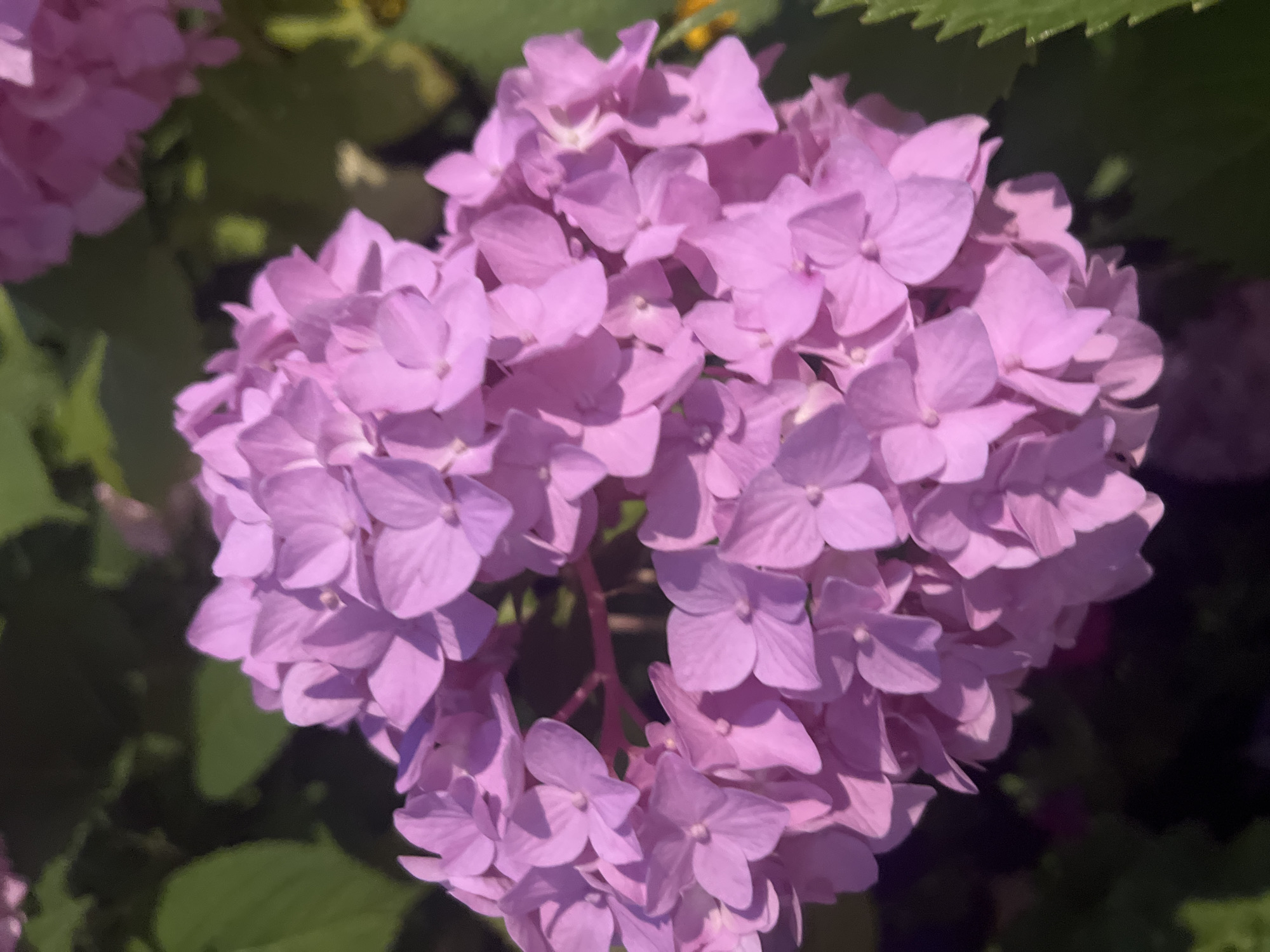 The image shows a close-up of a cluster of pink hydrangeas. The flowers are in full bloom, with many individual florets forming a large, rounded head. The petals are delicate and layered, with subtle variations in shade and texture. Sunlight illuminates the flowers, casting soft shadows and highlighting their intricate details. In the background, out-of-focus green foliage suggests a garden setting. The overall impression is one of natural beauty and vibrant color. The image does not contain information to determine the specific location in Krasnodar, Russia.