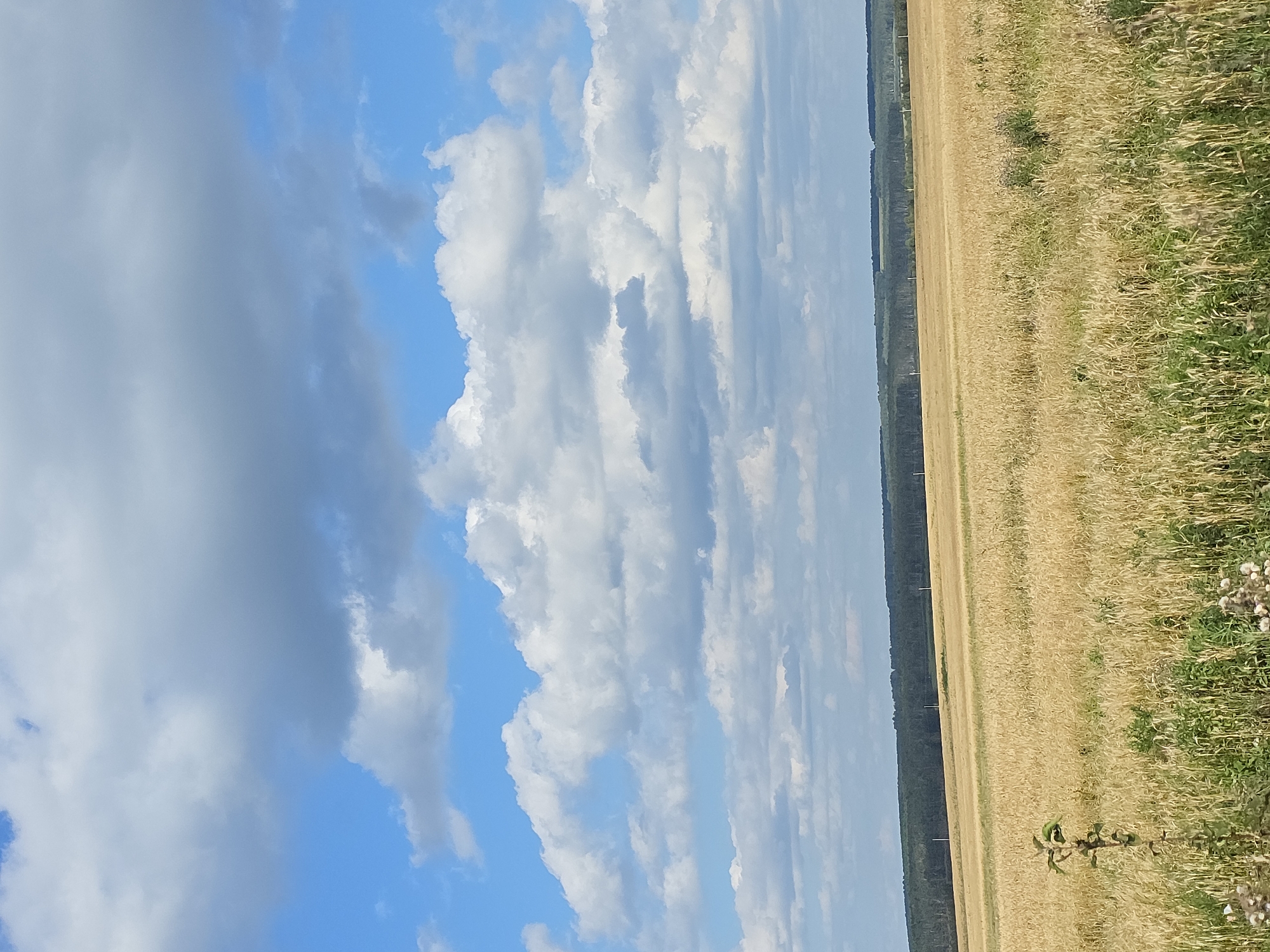 An outdoor, vertical, eye-level shot captures a vast, golden wheat field under a partly cloudy blue sky. The field extends to a dark green forest line in the middle ground, with a few scattered poles visible in the distance. In the foreground, a small, leafless sapling stands to the left, surrounded by green grass and some dried weeds. The sky is filled with scattered, fluffy white and gray clouds, with patches of clear blue sky visible between them. The scene is devoid of any people or animals. The image appears to depict a rural landscape in the vicinity of Bikkulova, Russia.