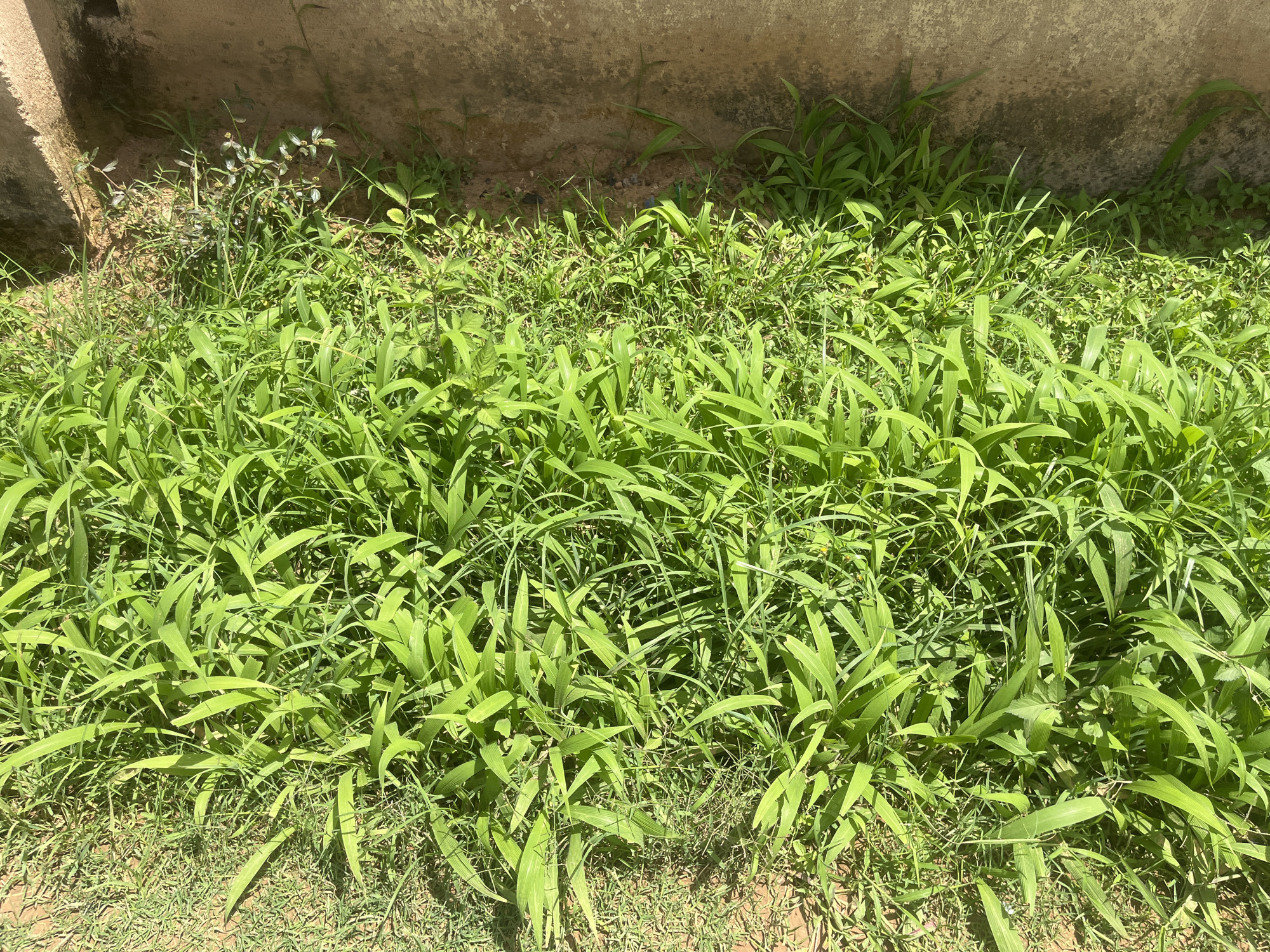 The image shows a patch of green grass growing alongside a textured, light brown concrete surface. The grass is lush and varied, with some blades appearing broader and darker green than others, interspersed with thinner, lighter green strands. The concrete surface is uneven and appears to be a wall or a foundation. The lighting suggests it is daytime, with shadows cast by the grass onto the concrete. The environment appears to be an outdoor urban setting in Gura Top, Nigeria. There are no people or visible animals in the image.