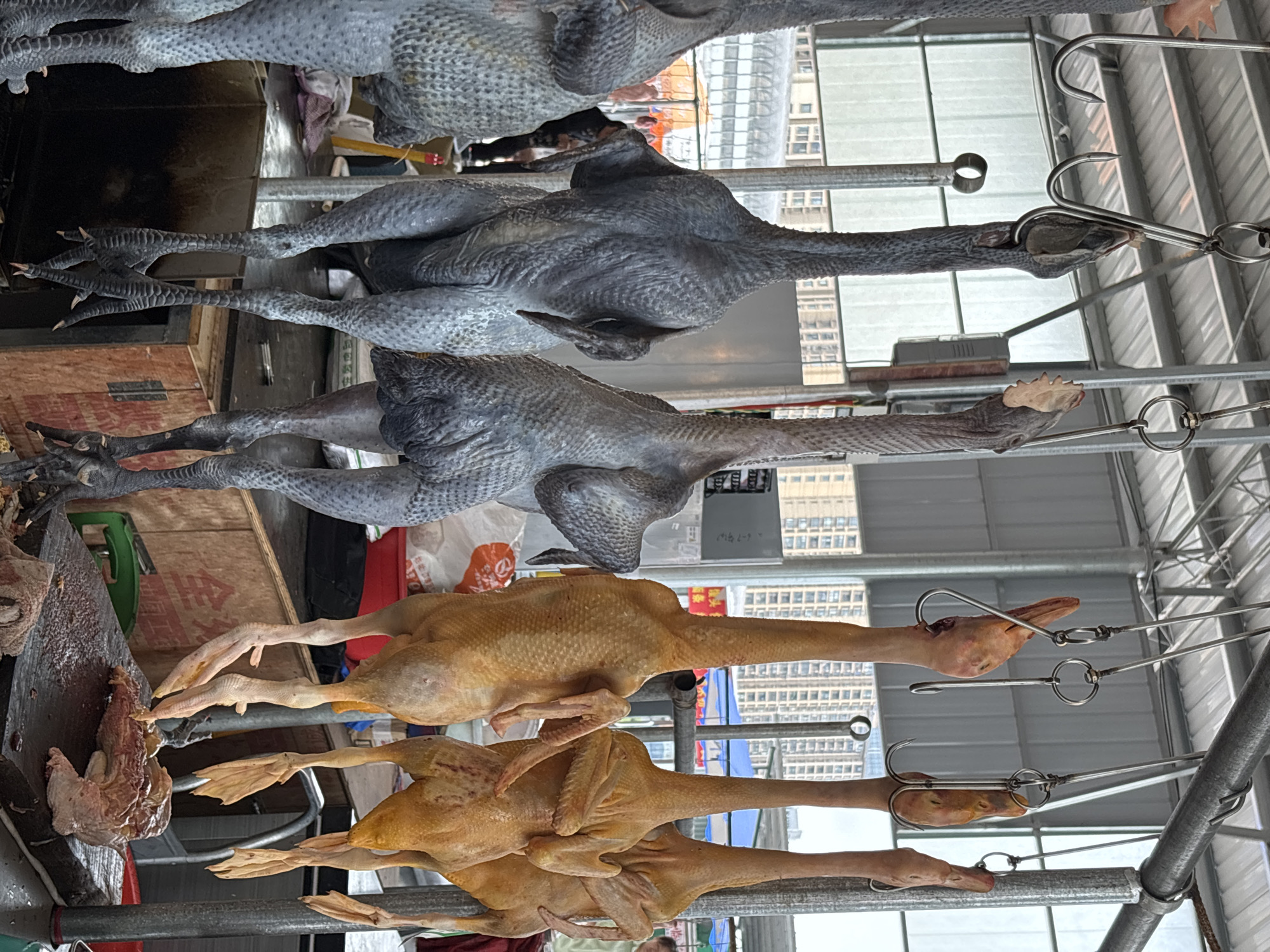 The image shows several uncooked poultry hanging on hooks. The top three are dark gray chickens, possibly Silkie chickens. The bottom three are yellow ducks. The poultry are displayed for sale, possibly in an open-air market setting. The hooks are attached to a metal rack structure. In the background are buildings, suggesting a commercial area. Based on the location, this could be a market in Jiangjin, China, where poultry is sold. There are some cutting boards next to the ducks and chickens.