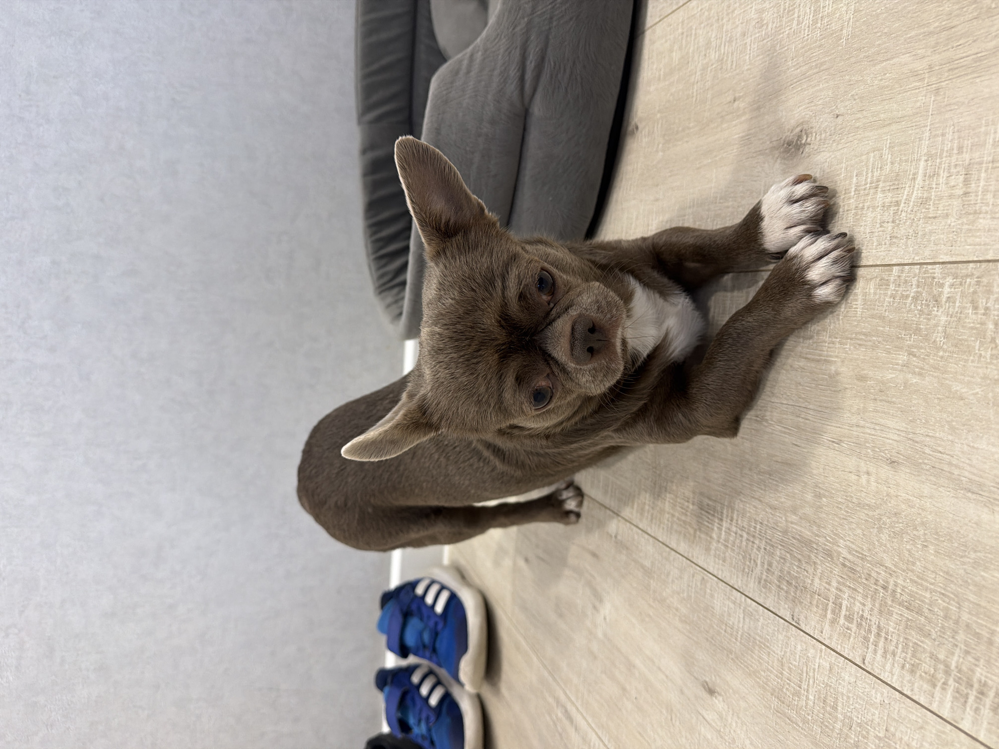 An overhead, slightly angled shot captures a small, short-haired dog indoors. The dog, likely a Chihuahua or similar small breed, has dark brown or grey fur with a white patch on its chest and white markings on its front paws. Its large, pointed ears are erect, and its dark eyes look directly upwards towards the camera with an alert and curious expression. The dog is positioned on a light wooden laminate floor, with its front paws stretched out.
In the background, behind the dog's head, is a soft, grey pet bed or cushion. Near the dog's hindquarters, a pair of blue children's sneakers with white soles and stripes (possibly Adidas) are visible. The wall to the left of the frame is a light, neutral color, possibly textured wallpaper. The lighting suggests an indoor setting, likely a home. The overall impression is of a calm and observant pet within its living space. There is no discernible text in the image.