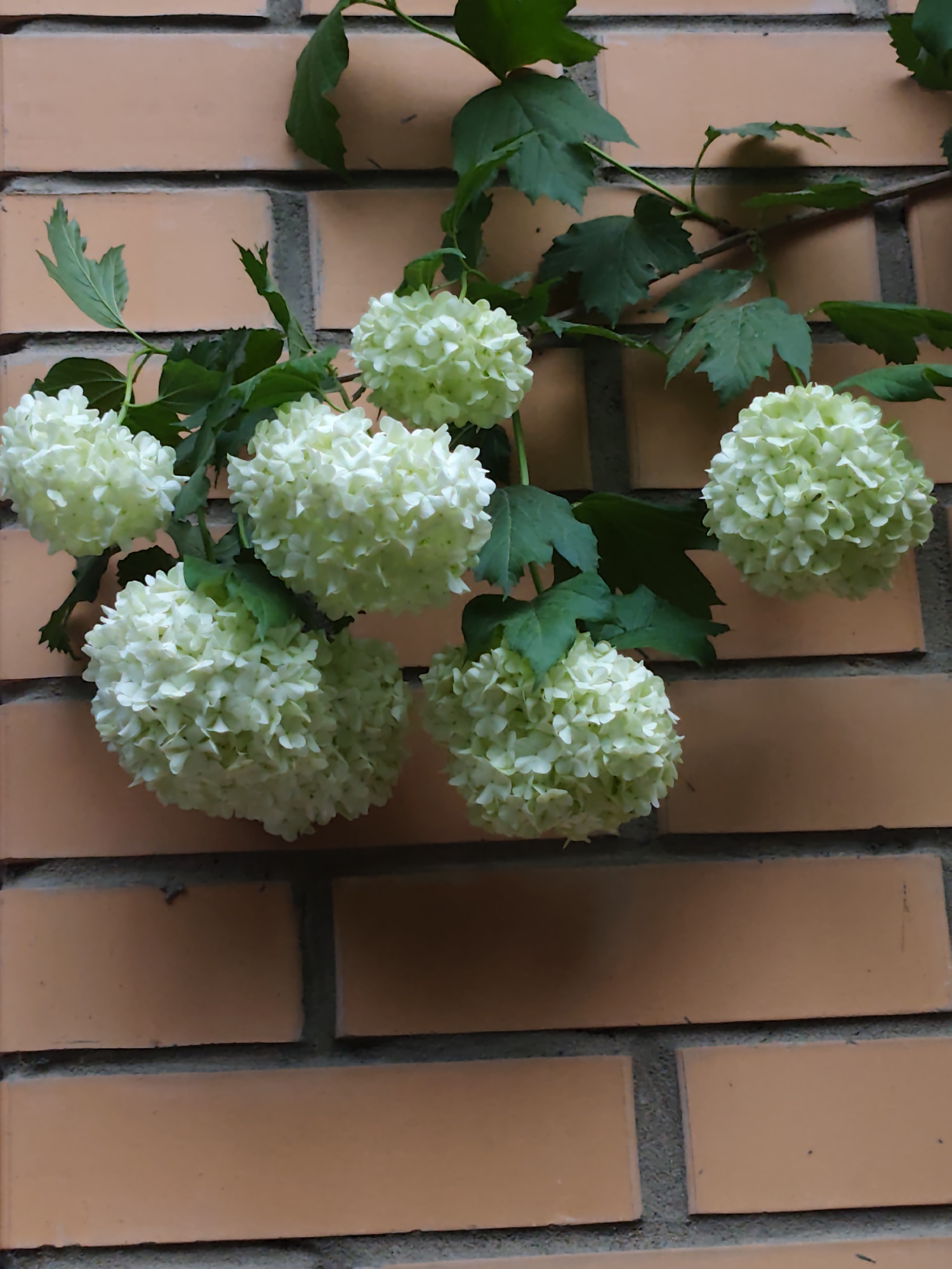 The image shows a brick wall with a flowering plant growing in front of it. The plant has green leaves and large, round, white or pale green flower heads. The bricks are a light reddish-brown color with gray mortar. The photo appears to have been taken outdoors in daylight. There is no indication of the location being Kratovo, Russia. There are no people in the scene.