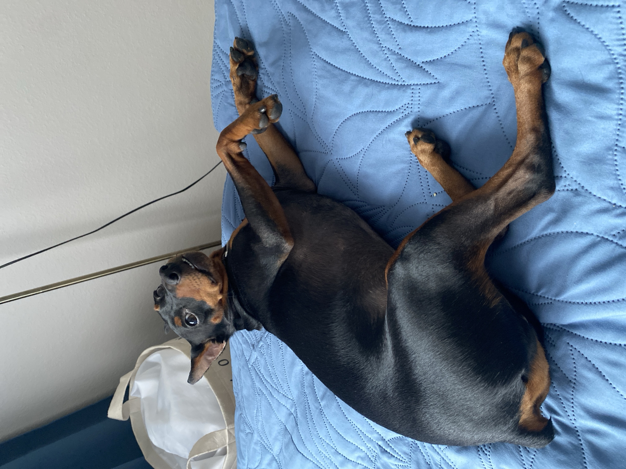 A black and tan Doberman Pinscher is lying on its back on a blue quilted bedspread. The dog is looking up and to the left. Its front legs are bent and crossed, and its hind legs are extended. A white tote bag with a dark blue trim is visible behind the dog, to the left. A floor lamp with a thin, gold-colored pole is positioned behind the dog, to the left. The wall behind the dog is light-colored. The image was taken indoors in what appears to be a bedroom.