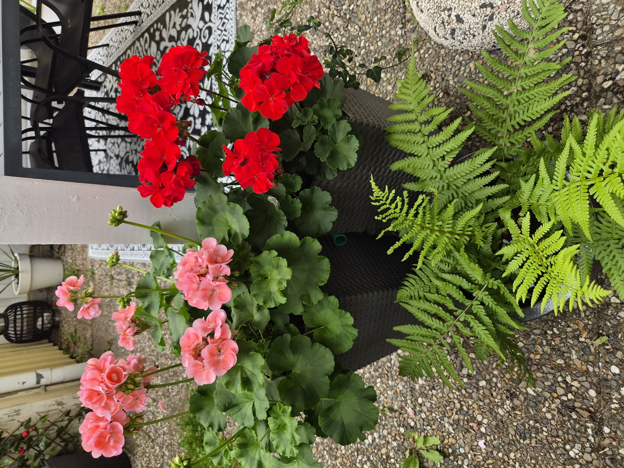 In Heberg, Sweden, a close-up shot captures a vibrant display of potted flowers and ferns arranged on a gravel surface, likely an outdoor patio or garden area. Two dark gray, textured planters are prominent. The planter on the left is filled with bright pink geraniums, their large, rounded flower clusters creating a cheerful contrast against their lush green foliage. The planter on the right holds equally striking red geraniums, also abundant and full. In the foreground, the delicate, feathery fronds of ferns add a touch of verdant softness. In the background, hints of a building with light-colored siding and a dark outdoor table with chairs suggest a residential or hospitality setting. The overall impression is one of a well-maintained outdoor space, possibly a decorative entrance or seating area.
