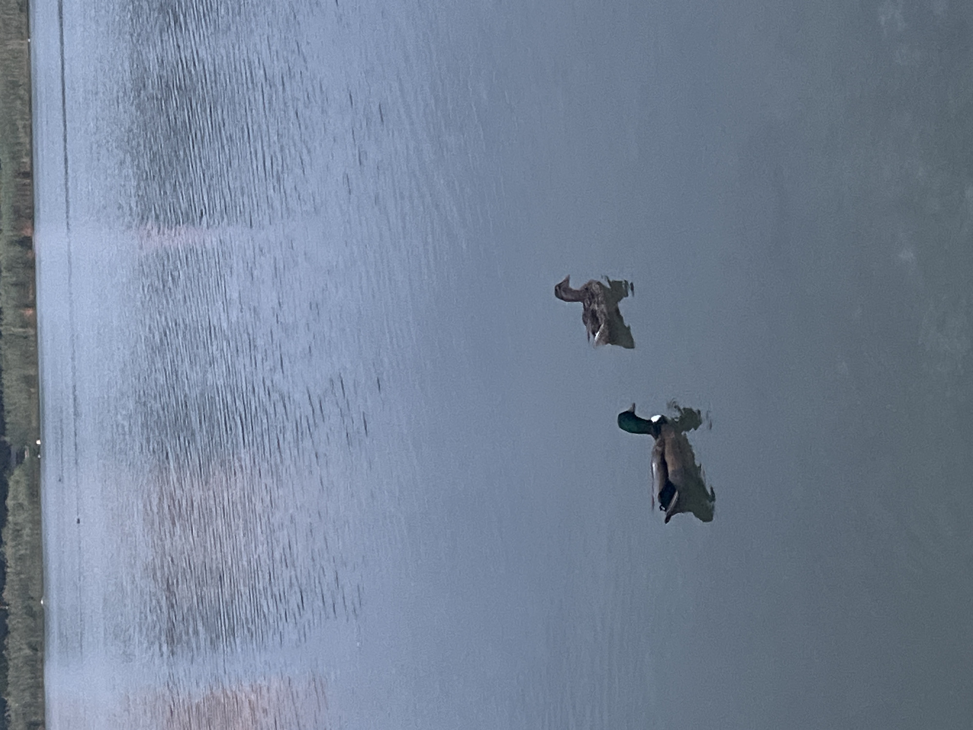 Two ducks swim on the calm, rippling surface of a body of water. The duck on the left is a mallard with a green head and a white ring around its neck. The duck on the right is a female mallard with mottled brown plumage. In the background, a dense line of vegetation runs along the far shore. The water appears to be a lake or a wide river. The scene is peaceful and natural.