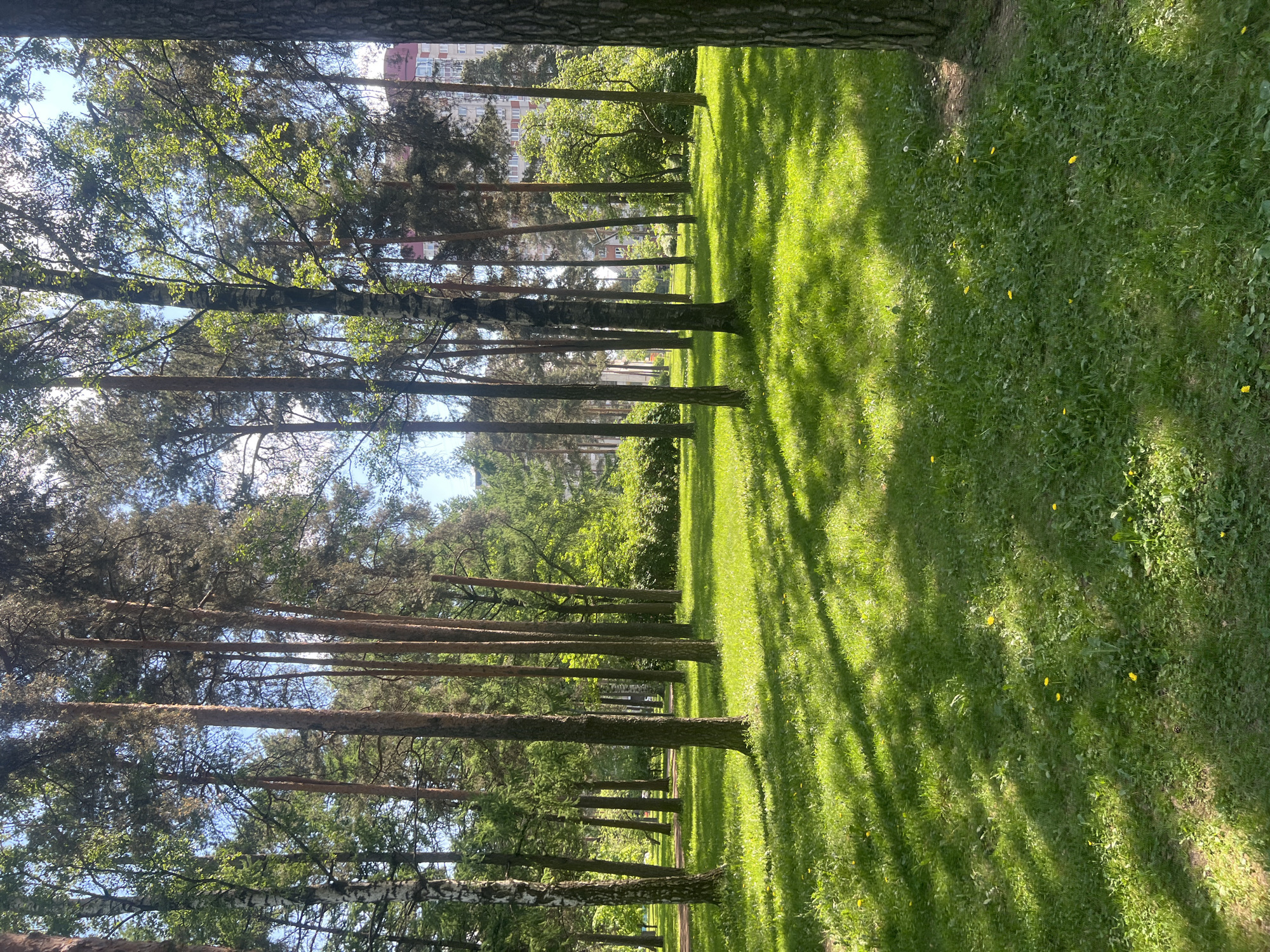 This media file captures a tranquil park scene, likely in an urban or suburban setting, consistent with Saint Petersburg, Russia. The image features a line of tall, slender trees, including both pine trees with their dark trunks and prominent canopies, and birch trees identifiable by their characteristic white bark. These trees form a natural boundary along the left side of the frame, extending into the distance.
To the right of the trees lies a lush, vibrant green lawn. The sun, positioned low in the sky, casts long, dramatic shadows from the trees across the grassy expanse, indicating either early morning or late afternoon. Scattered across the green grass are numerous small yellow flowers, likely dandelions, adding a touch of natural detail.
In the background, beyond the immediate line of trees, several multi-story residential buildings can be seen, partially visible through the foliage. The sky, glimpsed through the tree branches and above the distant buildings, appears clear and bright, suggesting sunny weather.
No specific human activity or individuals are visible, contributing to the peaceful and undisturbed ambiance of the park. There is no discernible text within the image. The scene evokes a sense of calm and natural beauty within an urban landscape.