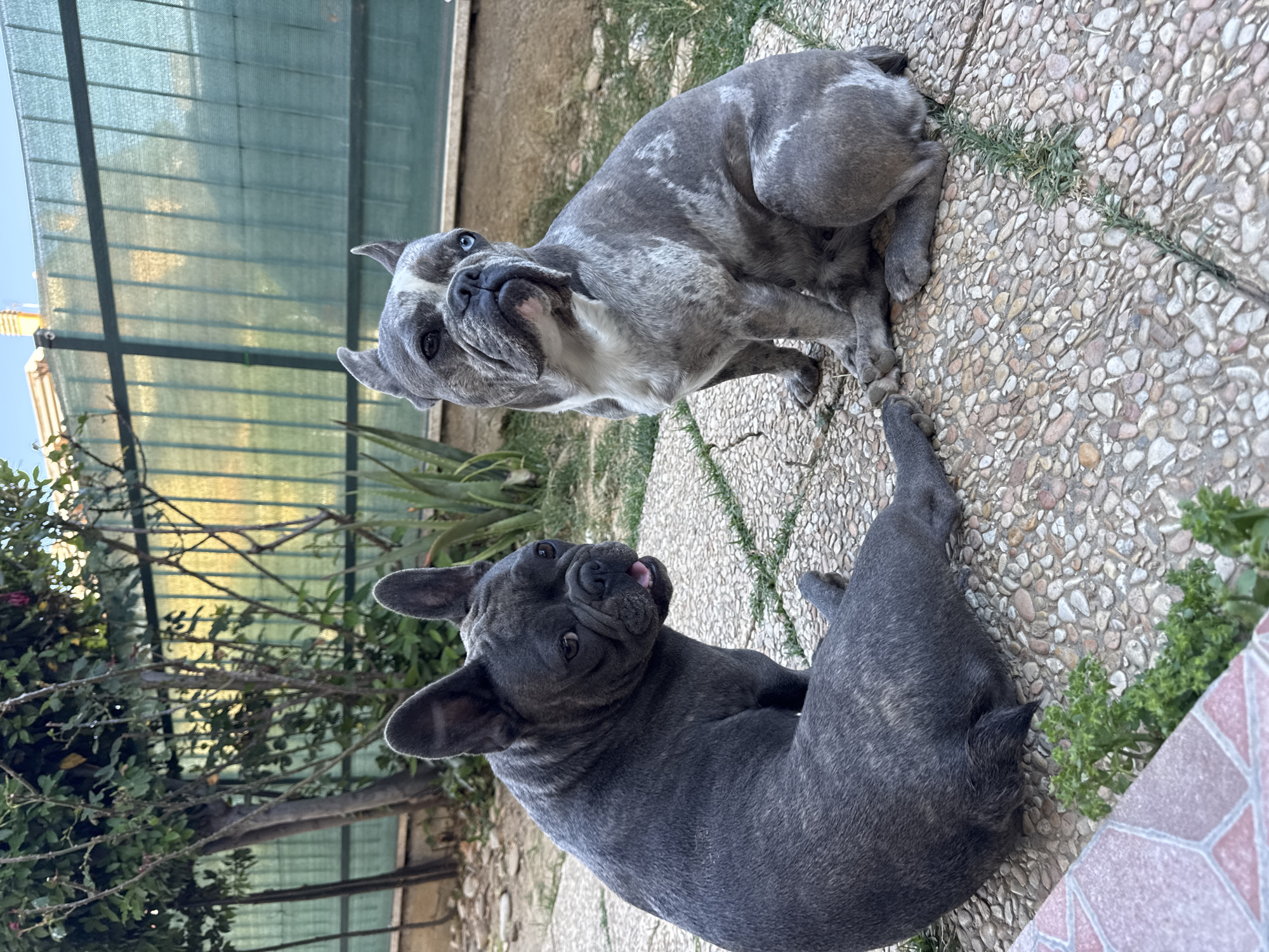 Two French Bulldogs are outdoors on a sunny day, on a textured stone patio. One dog, with a merle coat and blue eyes, is lying down with its head turned towards the camera. It has a white patch on its chest and a wrinkled face. The second dog, with a brindle coat, is lying on its back with its paws in the air, sticking its tongue out playfully. Behind the dogs, a green mesh fence is visible, along with some plants and trees. The overall setting appears to be a backyard or garden. The lighting suggests it is daytime.