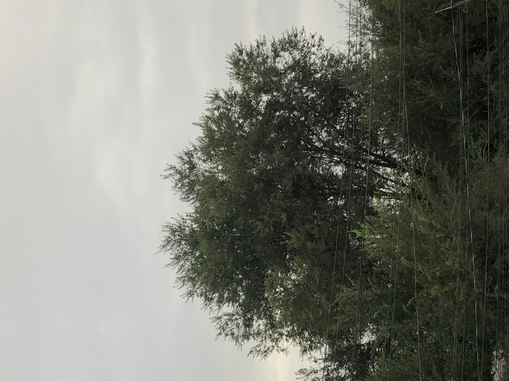A medium shot captures a dense cluster of trees against a cloudy sky. The trees are predominantly green, with some lighter green foliage visible. The branches of the trees extend upwards and outwards, creating a full canopy. Several horizontal wires, likely power lines or telephone lines, are strung across the lower portion of the image, passing in front of the trees. The sky is overcast with light gray clouds, suggesting either a dull day or the approach of inclement weather. The overall impression is of an outdoor scene, possibly in a park or residential area, where trees and utility lines coexist. The image does not contain any people or discernible landmarks that would pinpoint a specific location within Bishkek City, Kyrgyzstan, beyond the general presence of trees and overhead wires, which are common in urban and suburban environments worldwide.