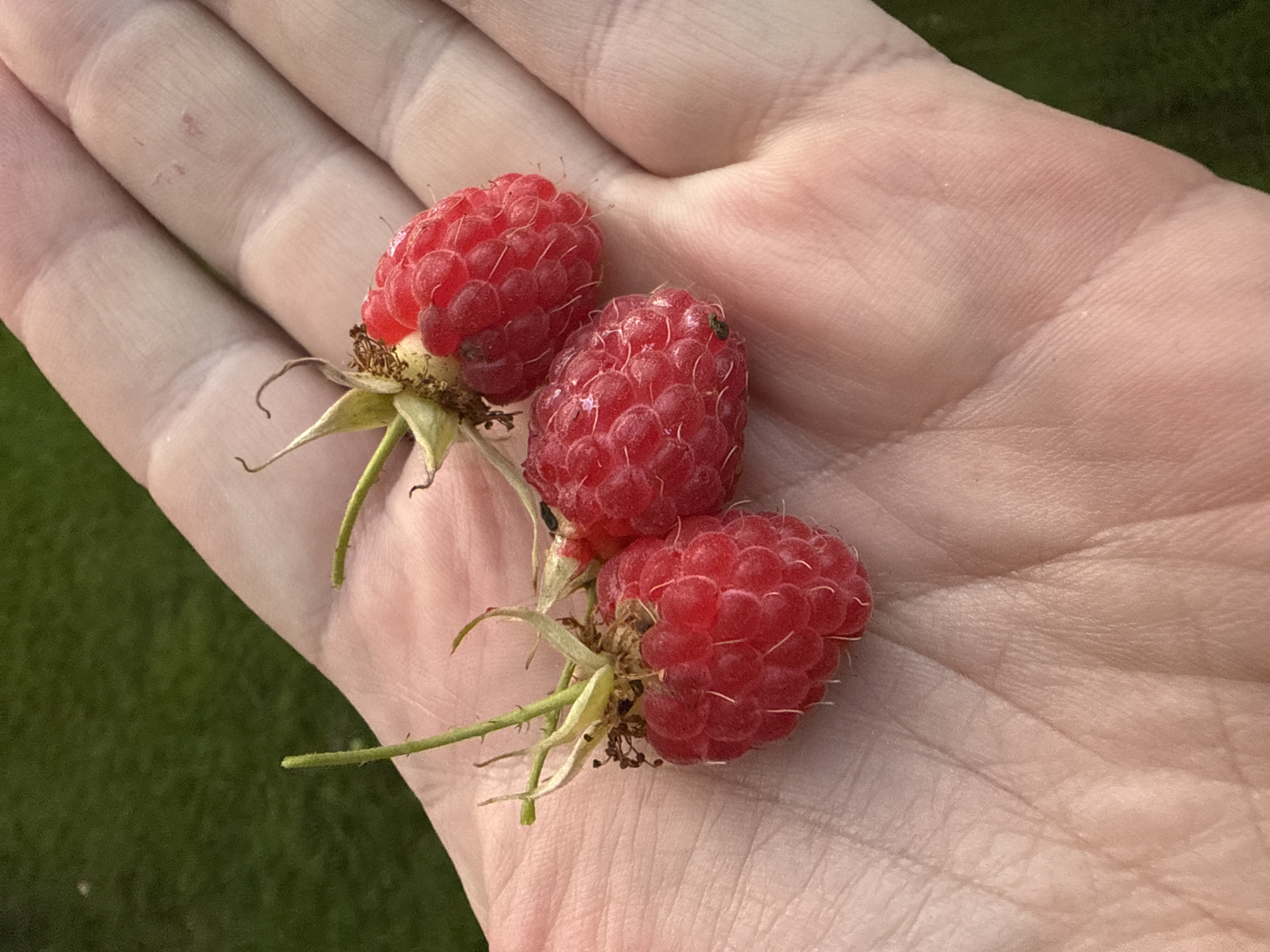 A human hand is holding three ripe red raspberries. The hand is light-skinned and shows visible lines and texture. The raspberries are clustered together, with stems and calyxes attached. The background is a blurred green, suggesting an outdoor environment. The image appears to be taken outdoors in an area with grass. The location in Скороход-3 Снт (массив Тайцы, Russia is not visually discernible from the image content itself.