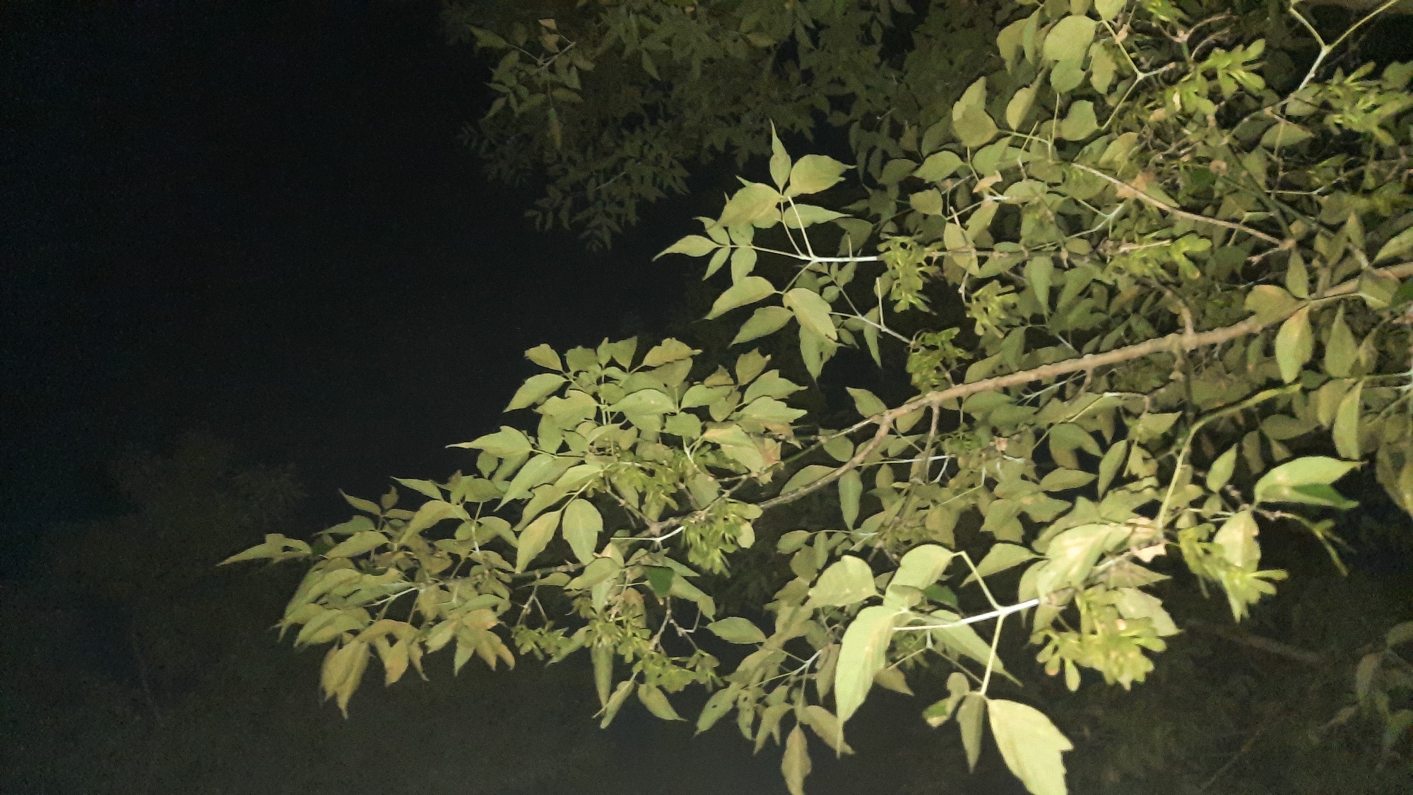 The image shows a close-up of a tree with green leaves and some seed pods against a dark background. The lighting suggests it was taken at night, possibly with artificial light illuminating the tree from the front. The tree is dense with foliage, and its branches extend across the frame. The background is a deep black, indicating a lack of ambient light and suggesting an outdoor setting away from significant light sources. There are no people or specific urban features visible. The location in Шклоў, Belarus, cannot be determined from the visual information in the image.