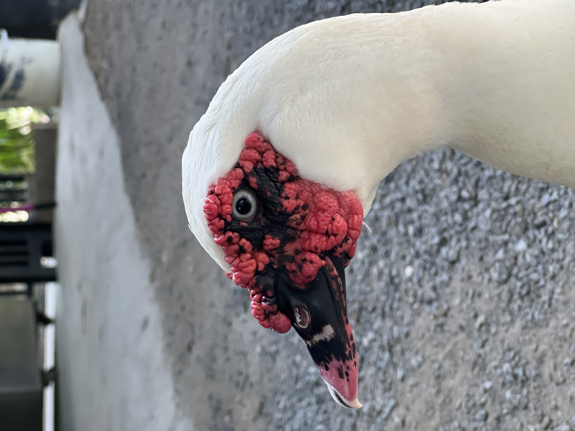 A close-up shot features the head of a white Muscovy duck. The duck's head is tilted down, and its eye is clearly visible. The area around its eye and beak is characterized by a striking caruncle, a fleshy growth, which is bright red and bumpy. Patches of black are interspersed with the red caruncles on its face and the upper part of its beak. The beak itself is black with pink markings towards the tip.
The background is blurred, but appears to be an outdoor environment. To the left, there is a hint of greenery, possibly foliage, and a structure that seems to be a fence or railing. The ground surface behind the duck is textured, resembling gravel or rough concrete. The lighting suggests it is daytime, with soft light illuminating the duck's features. No text is visible in the image.