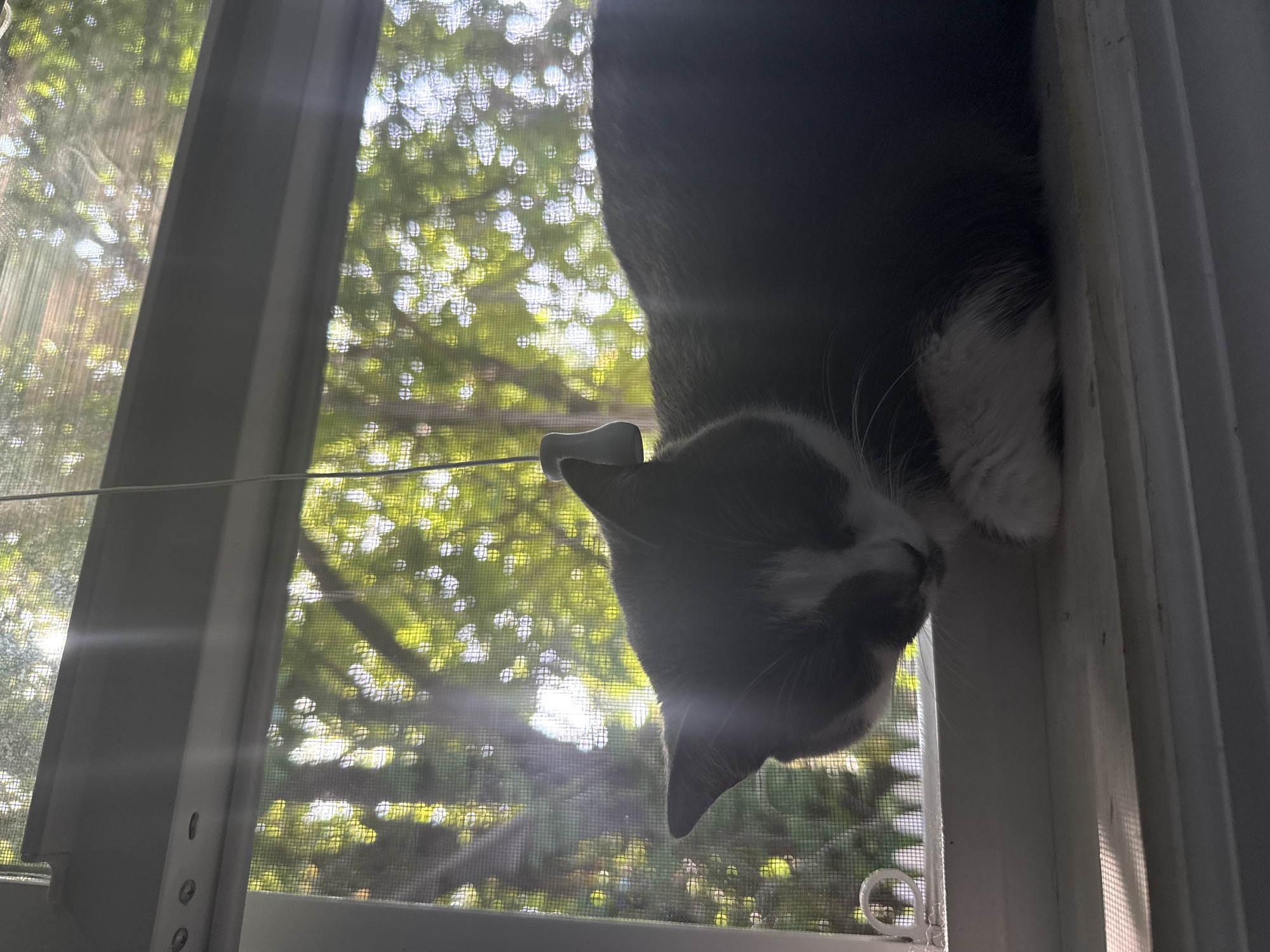 A gray and white cat is lying on a windowsill, with its head resting on its paws. Sunlight is streaming through the window, creating lens flares and casting shadows on the windowsill. Outside the window, trees with green leaves are visible through a window screen. The window is open, and the cat appears to be enjoying the warmth and light. The scene is set in Bellmore, United States of America.