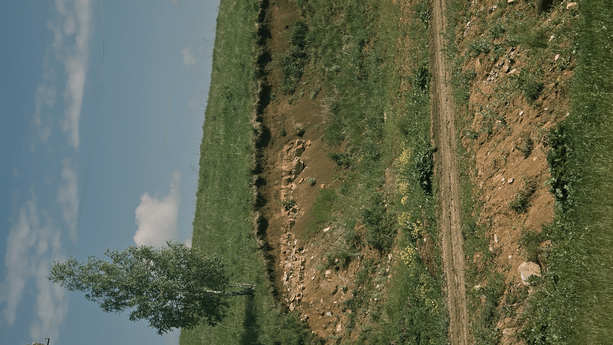 A lone birch tree stands on a grassy hillside under a blue sky with scattered clouds. The hillside is uneven, with a visible layer of exposed soil and rocks. A dirt path or road winds its way across the lower part of the scene. The vegetation is predominantly green grass with some patches of yellow wildflowers. The image depicts a natural, rural landscape.
