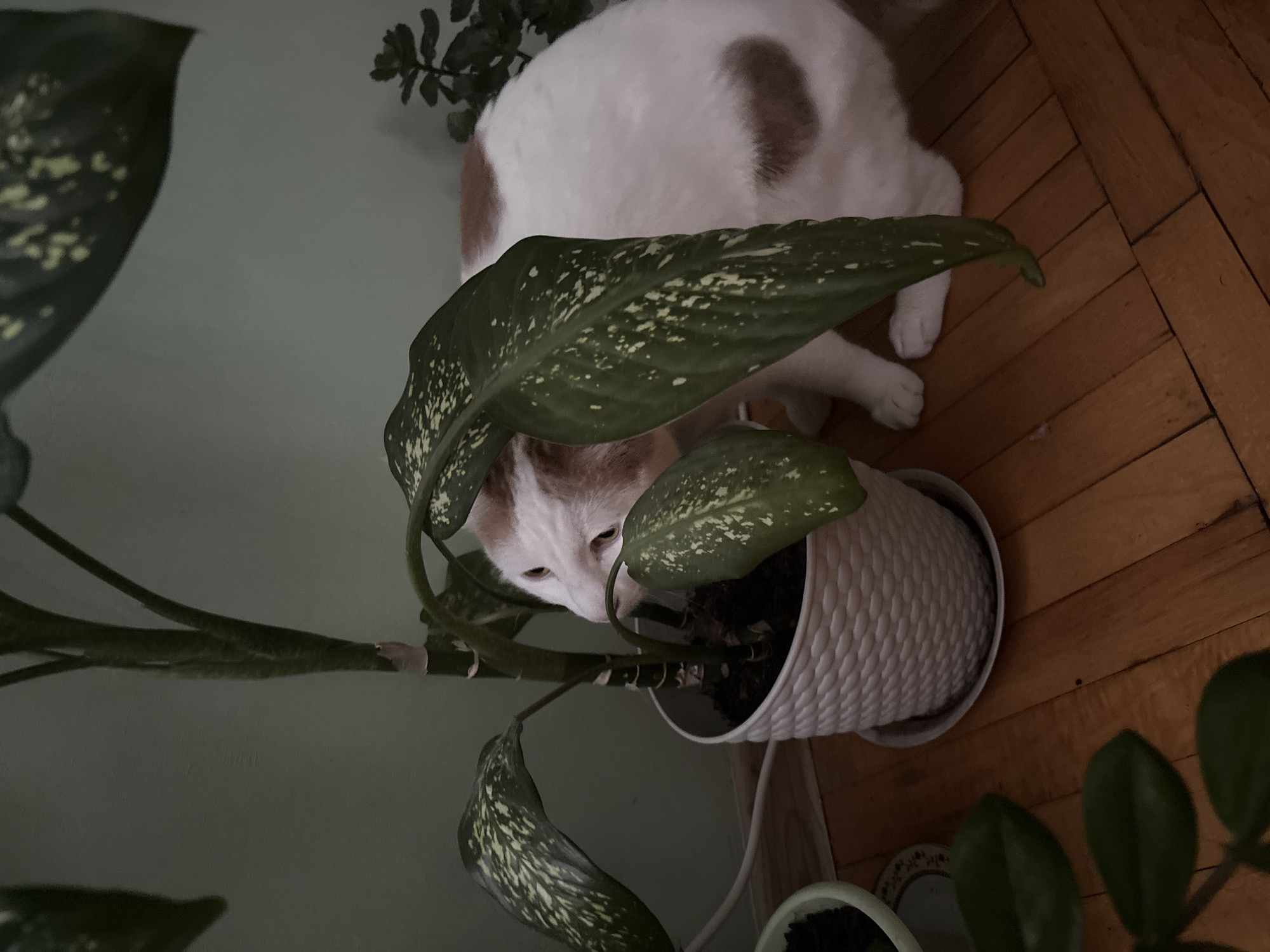 A white and brown cat is partially hidden behind the leaves of a potted plant. The cat is sitting on a wooden floor in front of a pale green wall. The plant is in a white textured pot. To the left of the main plant, another potted plant is visible with dark green leaves. In the background, a small succulent plant is on a shelf. The image is likely taken indoors, in Vsevolozhsk, Russia.