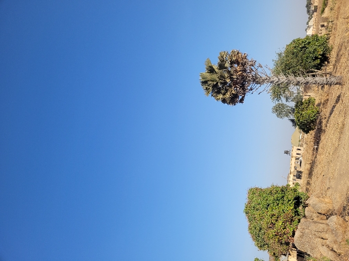 The image displays a dry, open landscape located in Shen, Nigeria, under a clear, unblemished blue sky that occupies approximately the top two-thirds of the frame. In the lower-left foreground, several large, weathered, light-colored rock formations are present, partially obscuring a dense, round-canopied tree with vibrant green foliage. The ground across the mid-ground is predominantly dry earth covered with sparse, light brown, parched vegetation. A tall, slender palm-like tree with a rough, textured grey trunk and a crown of both green and dried brown fronds stands prominently in the right-middle ground. Directly behind this tree, a smaller, bushy green tree is visible. In the background, a cluster of single-story and multi-story buildings with light-colored walls and varying roof types, including one dark water tank mounted on a roof, are scattered across the horizon line. A distinct, light-colored domed structure is also visible among the buildings on the left side of the background. No individuals, specific actions, or interactions are discernible within the scene.