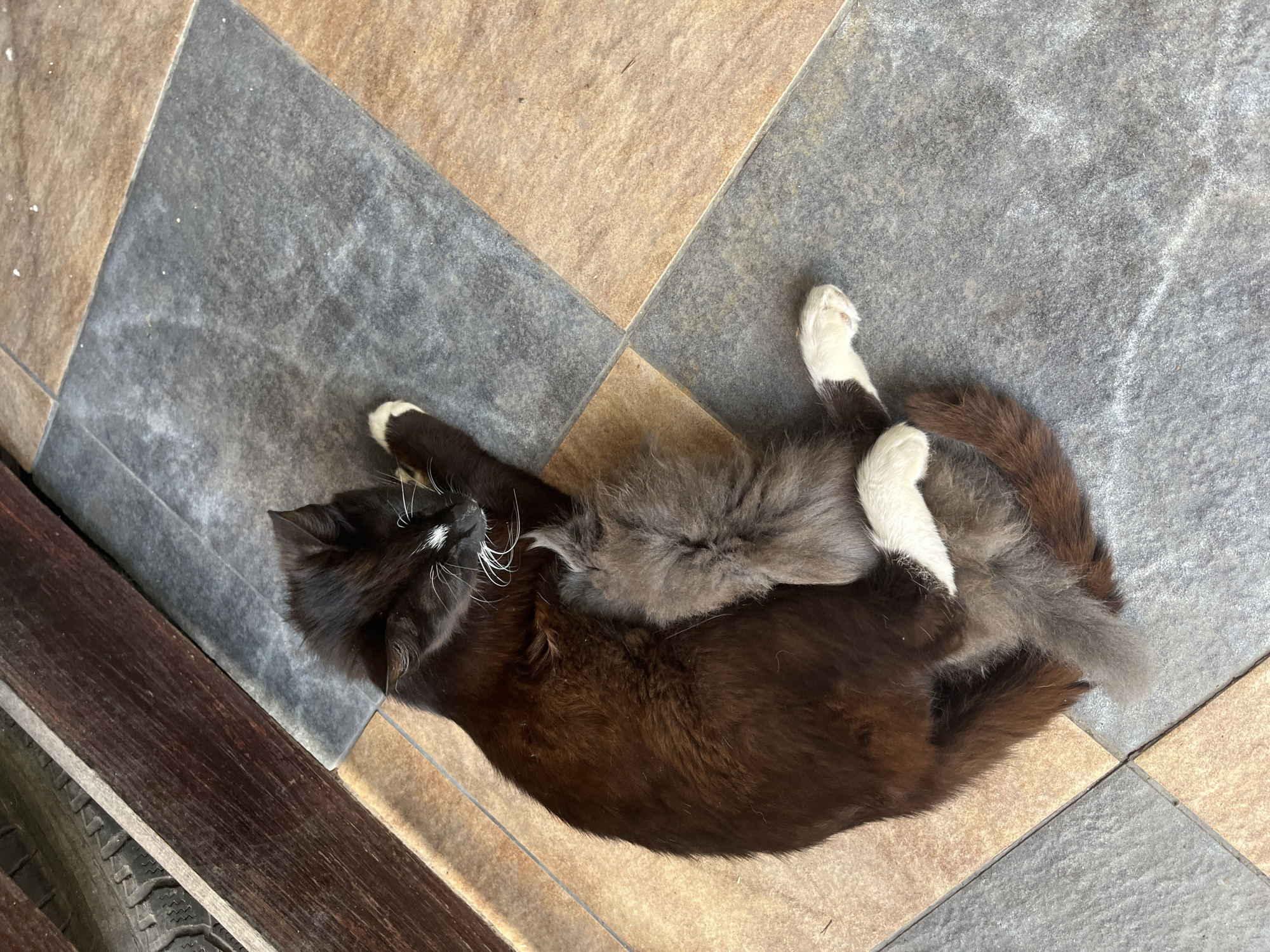 Two cats are relaxing on a tiled floor. The larger cat is black with white paws and whiskers, while the smaller cat is grey. They are lying on their sides, curled up together. The tiled floor has a geometric pattern of brown and grey tiles. To the left of the cats, there is a wooden structure with a visible tire tread. The scene appears to be outdoors, possibly a patio or porch, given the tiling and the presence of the wooden structure. The lighting suggests it is daytime. There is no visible text.