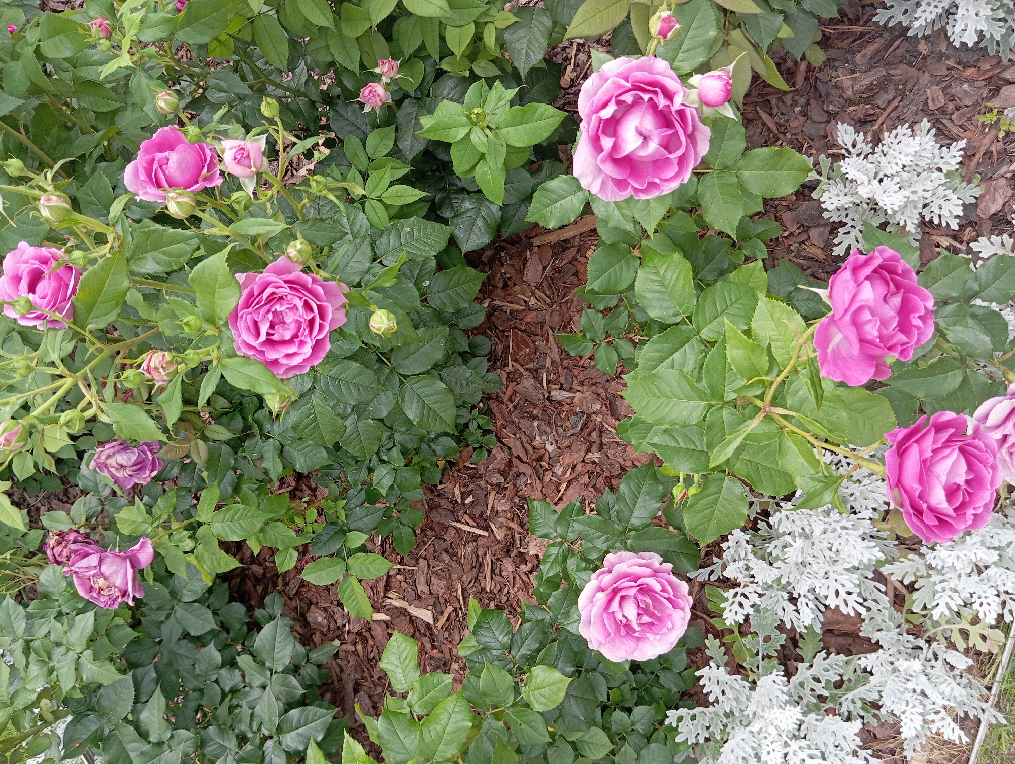The image shows a close-up view of a rose bush in bloom, with several pink roses and buds scattered amongst lush green foliage. The roses vary in their stage of bloom, with some fully open and others still tightly closed. The leaves of the rose bush are a deep green and appear healthy. In the background, patches of mulch and a few silver-leafed plants add texture and contrast to the scene. The lighting suggests it is daytime, possibly late morning or early afternoon, with soft light illuminating the flowers and leaves. The overall impression is one of natural beauty and a well-maintained garden. There are no people, objects, text, or specific event visible in the image. The location context of Białystok, Poland, is external information not directly inferable from the visual content itself.
