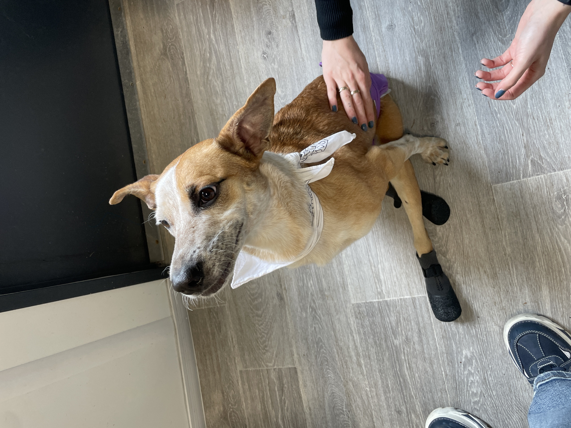A high-angle shot shows a medium-sized dog on a gray wood-look floor. The dog has tan fur, a white bandana around its neck, and black booties on its rear paws. A person's hands are petting the dog, and another person's legs and feet are visible in the lower right. A black cabinet or door is on the left.