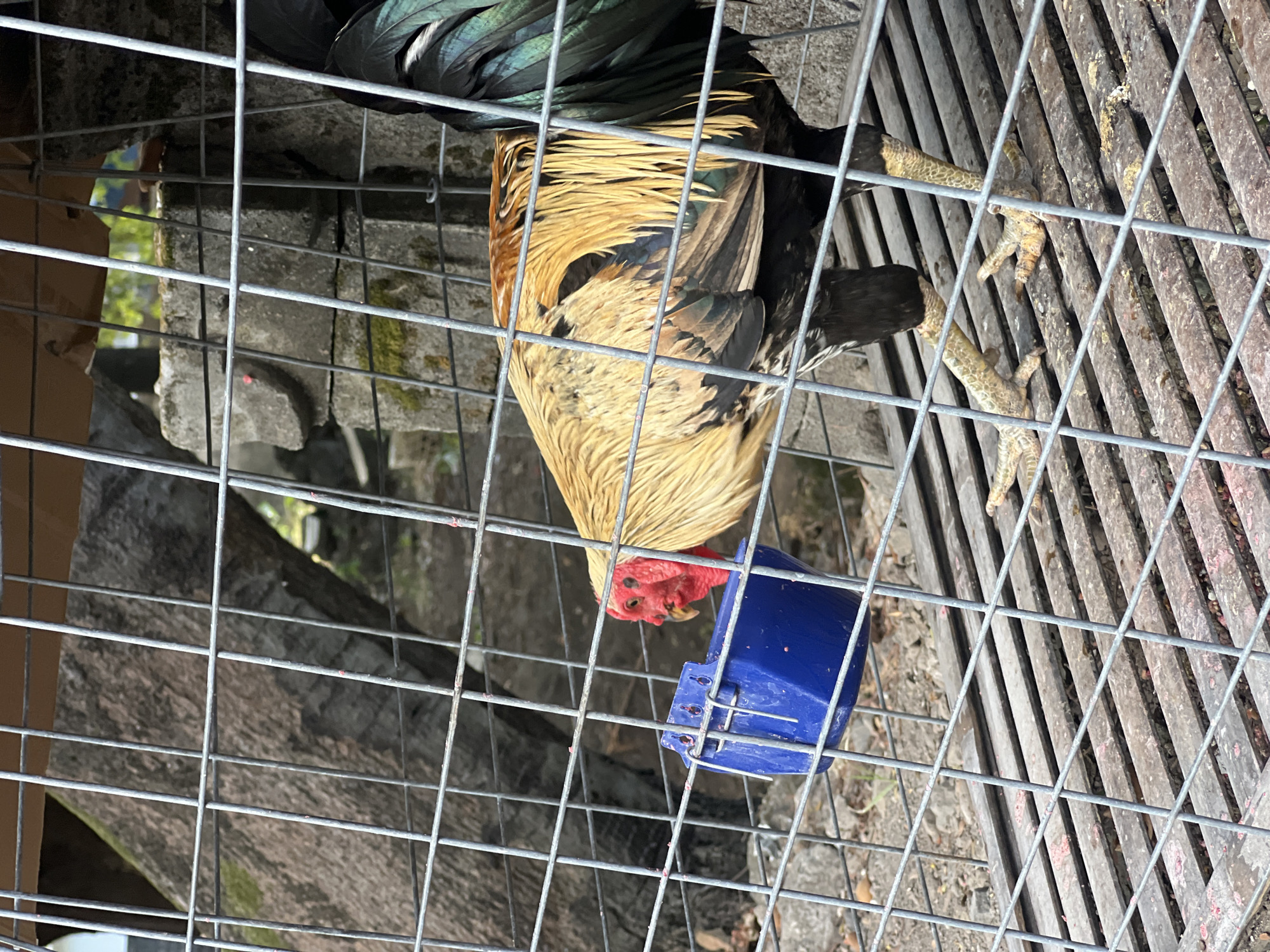 A rooster with golden and black plumage is inside a cage, reaching into a blue water dish. The cage is constructed of metal bars and wire mesh. Behind the rooster, there is a large tree trunk and some stone structures. The ground inside the cage appears to be made of wooden slats, with some pink debris scattered on it. The scene is outdoors, and the lighting suggests it is daytime. The location is identified as Abang, Indonesia.