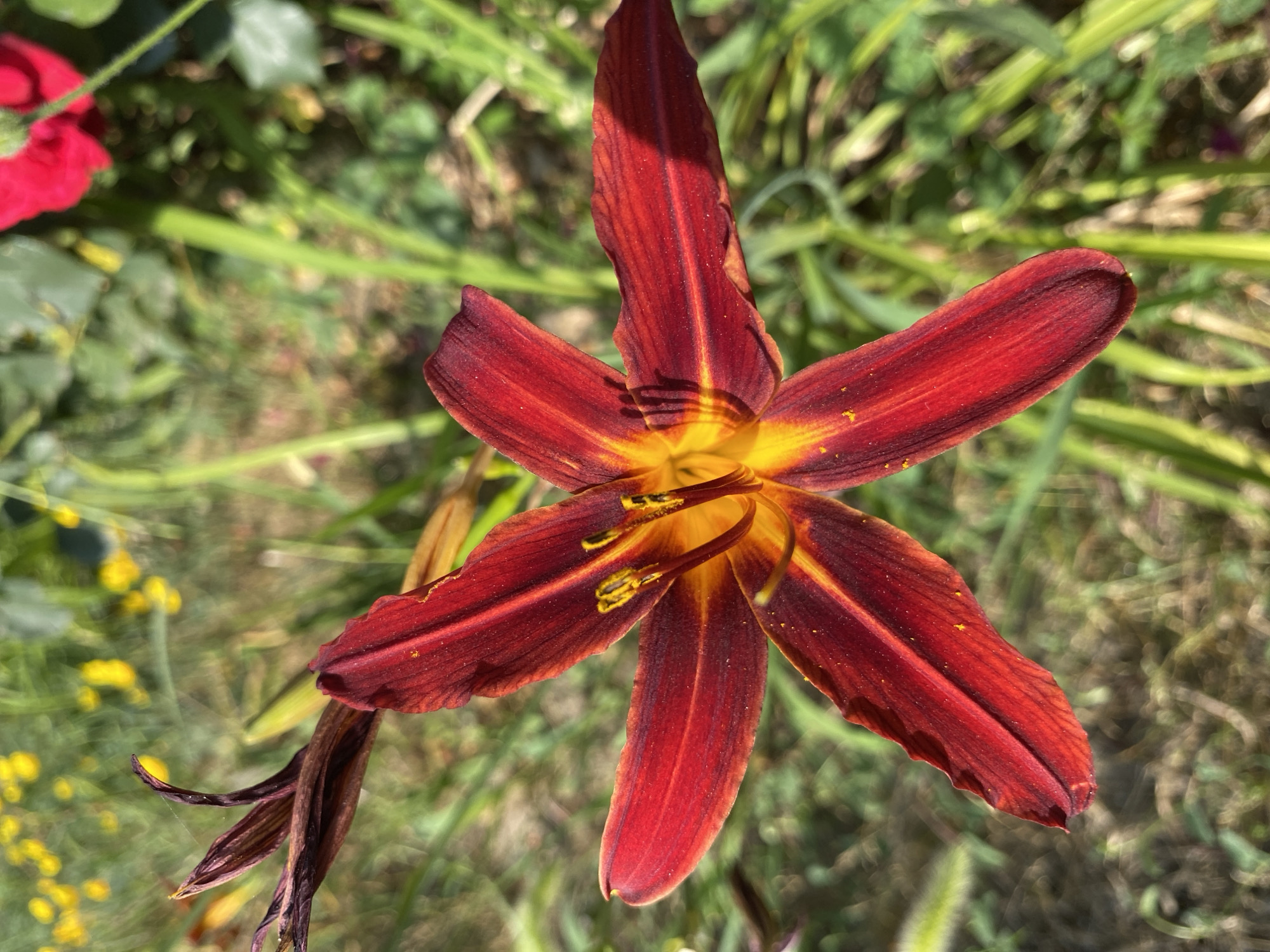 A close-up shot focuses on a dark red and yellow lily flower in bloom, set against a blurred background of green foliage and yellow flowers. The lily is centrally positioned, its petals unfurled and showcasing a gradient of color from deep crimson at the tips to a bright yellow at the center. The flower's stamens, tipped with yellow pollen, are clearly visible. To the left of the main flower, a dried, brown bud or wilting bloom is partially visible. The surrounding environment suggests a garden setting, with lush green grass and other plants, including small yellow wildflowers, creating a natural and vibrant scene. The lighting indicates it is daytime, with sunlight casting subtle shadows on the petals. There are no people or animals depicted in the image.