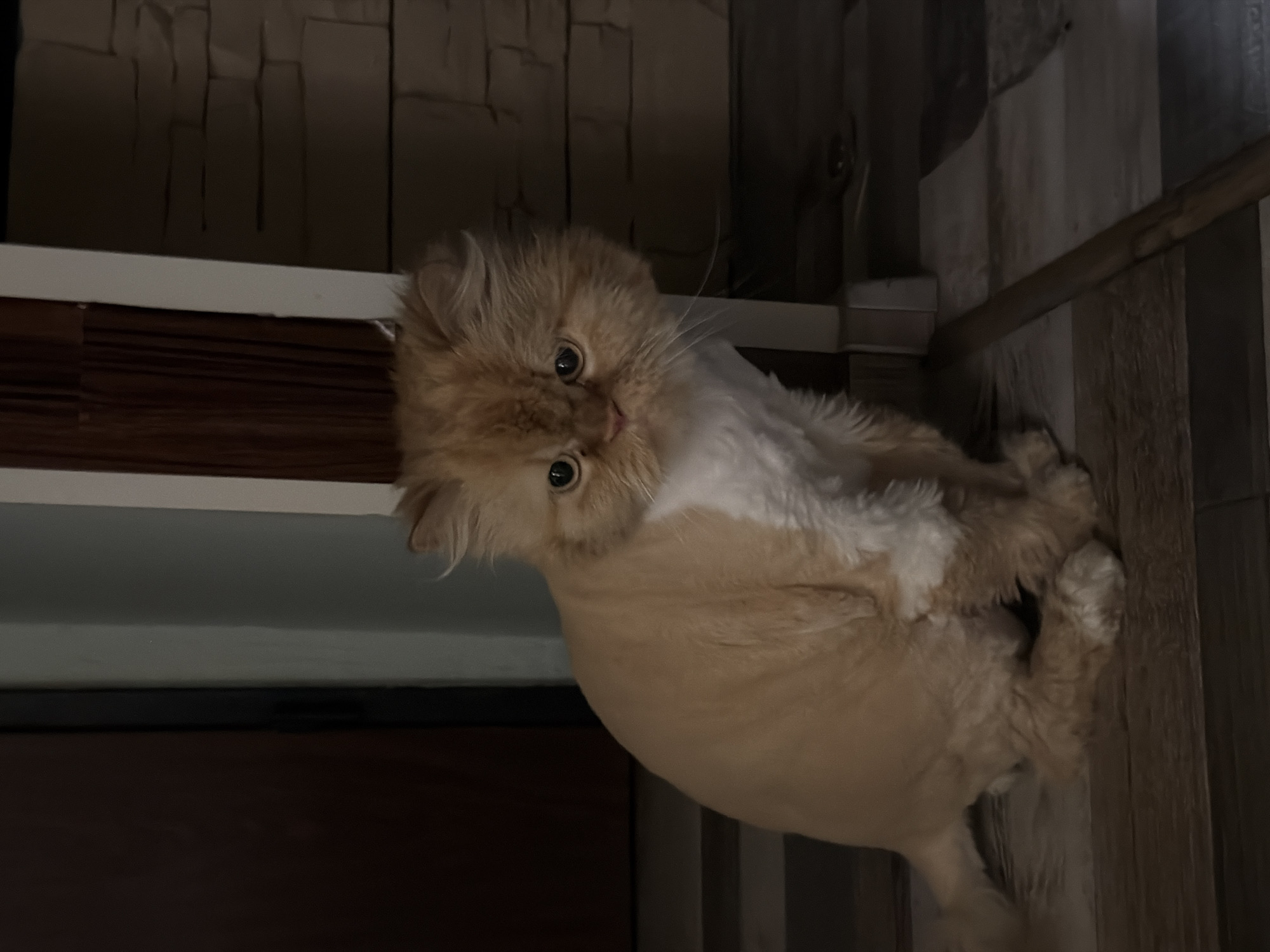 A light orange or cream-colored Persian cat is the central subject of this indoor image, taken in Sofia, Bulgaria. The cat's body appears to be partially shaved, featuring short fur on its torso and longer, fluffy fur around its head, neck, paws, and tail. With wide, dark eyes and prominent whiskers, the cat looks directly at the camera with an alert and curious expression. It appears to be sitting or resting upright on a surface.
The background consists of a dark, textured wall, possibly stone or patterned, above a white horizontal trim. To the right and beneath the cat, there's a wooden floor or paneling with visible planks. A dark brown surface, likely part of furniture or another wall, is visible in the bottom left. The lighting is dim throughout the scene, suggesting an evening setting or a room with low ambient light. There is no visible text in the image.