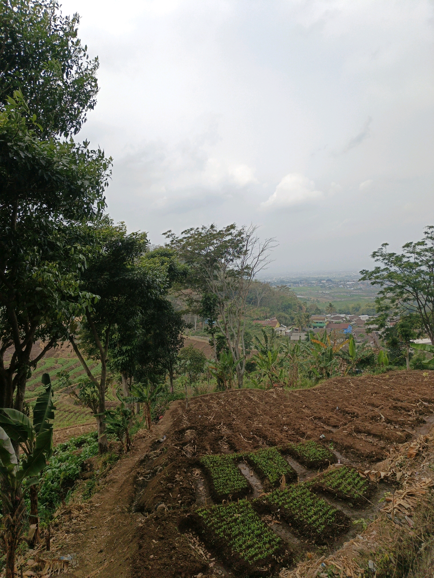 The image depicts a rural landscape with terraced fields and lush vegetation, likely located in the city of Batu, Indonesia. In the foreground, a steep slope is covered in rich brown soil, with newly planted rows of green seedlings. Several trees, including a large one on the left with dense foliage and thinner trees further back, punctuate the scene. In the middle ground, more terraced fields with smaller plants are visible, leading towards a cluster of buildings and what appears to be a village or small town in the distance. Beyond the settlement, a hazy landscape stretches to the horizon under an overcast sky. The overall impression is one of agriculture and natural beauty in a hillside setting.