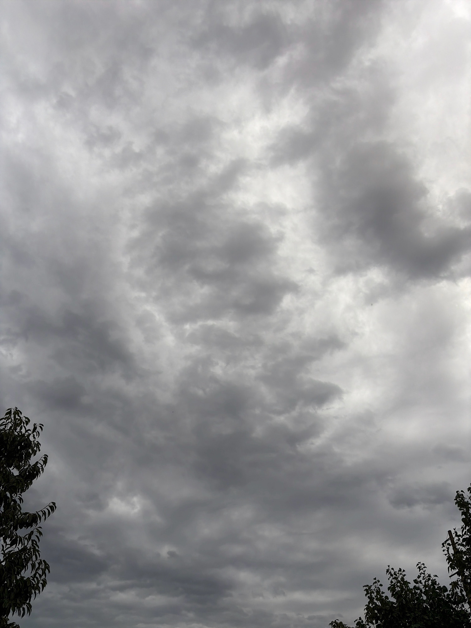 The image depicts a cloudy sky observed from a location in Oxentea, Moldova. The sky is filled with an overcast layer of grey clouds, with variations in their density and texture, suggesting a generally dull and potentially stormy weather condition. In the foreground, the dark silhouettes of the tops of several trees are visible on the left and right sides of the frame, their foliage appearing dense and dark against the lighter sky. The scene is devoid of any human presence or specific man-made structures, focusing solely on the natural elements of the sky and trees.