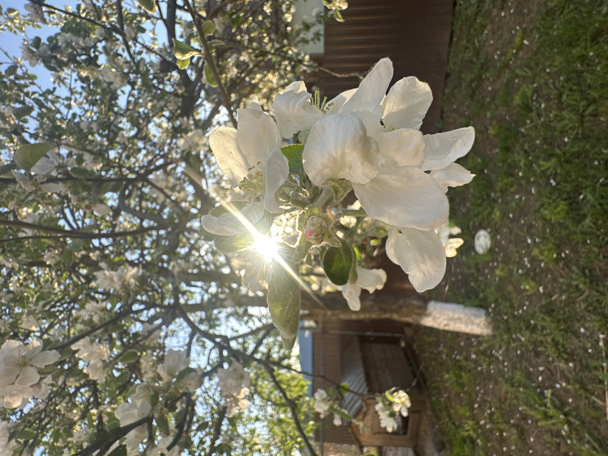 The image shows a close-up of white apple blossoms on a tree branch. Sunlight is shining through the blossoms, creating a starburst effect. Other branches and blossoms of the tree are visible in the background. In the upper right corner, a fence can be seen, and below the blossoms, a hint of green grass is visible with fallen petals. The location is the city of Chaikovsky, Russia.