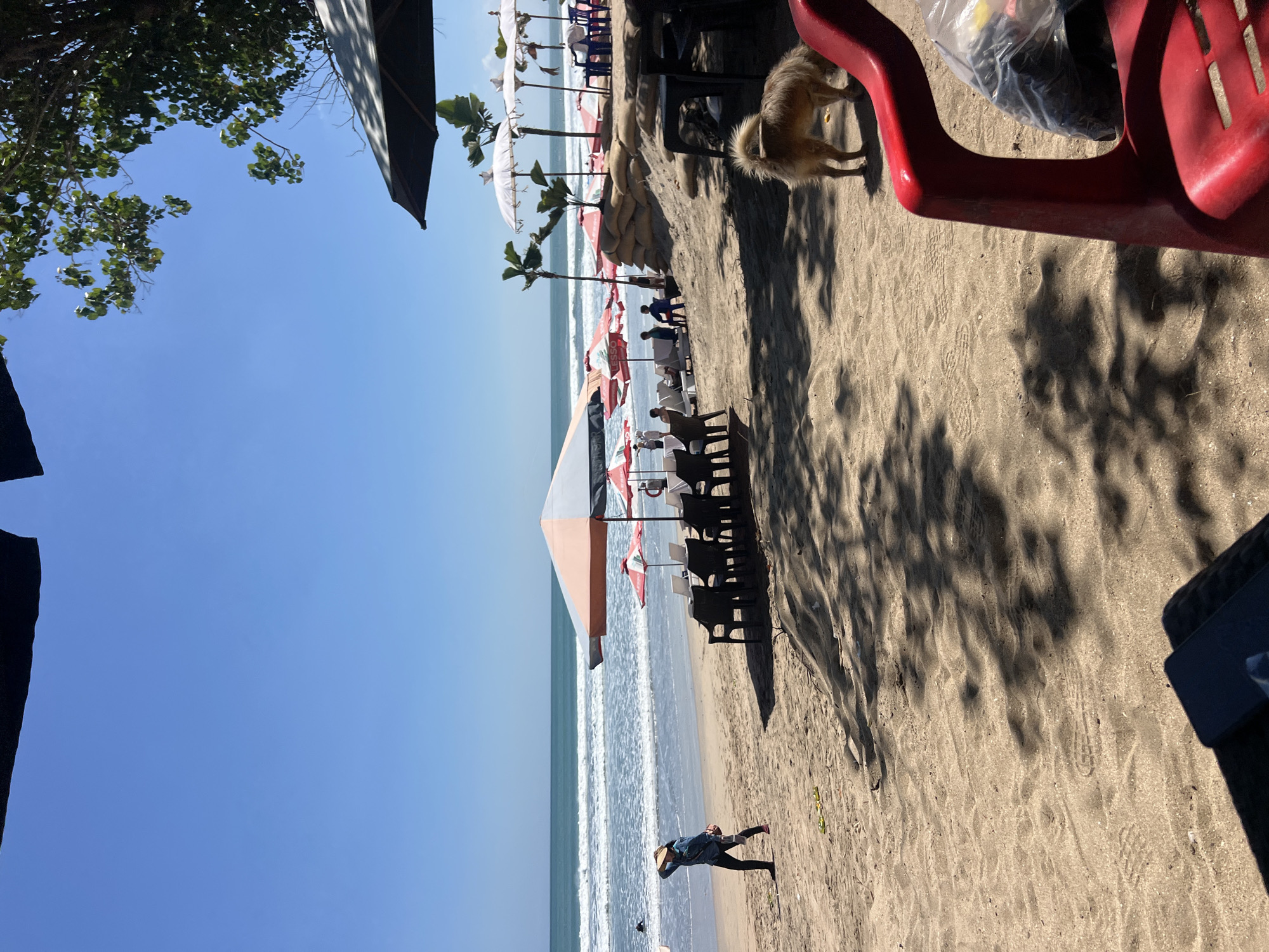 This is a wide shot of a beach in Kuta, Indonesia, on a sunny day. The foreground is dominated by sand with shadows from trees cast across it, and a red plastic chair is visible on the right. A small, light-colored dog is sniffing the ground in the middle ground. Beyond the sand, rows of black plastic chairs are set up, some with white towels or bags on them, shaded by a variety of umbrellas, including a large orange and white striped one and several white ones. Behind the chairs, a raised embankment of sandbags is visible. Further back, the ocean with moderate waves stretches to the horizon under a clear blue sky. A person wearing a straw hat and a denim jacket is walking along the shoreline, and another person is visible in the water. Palm trees are scattered along the beachfront.