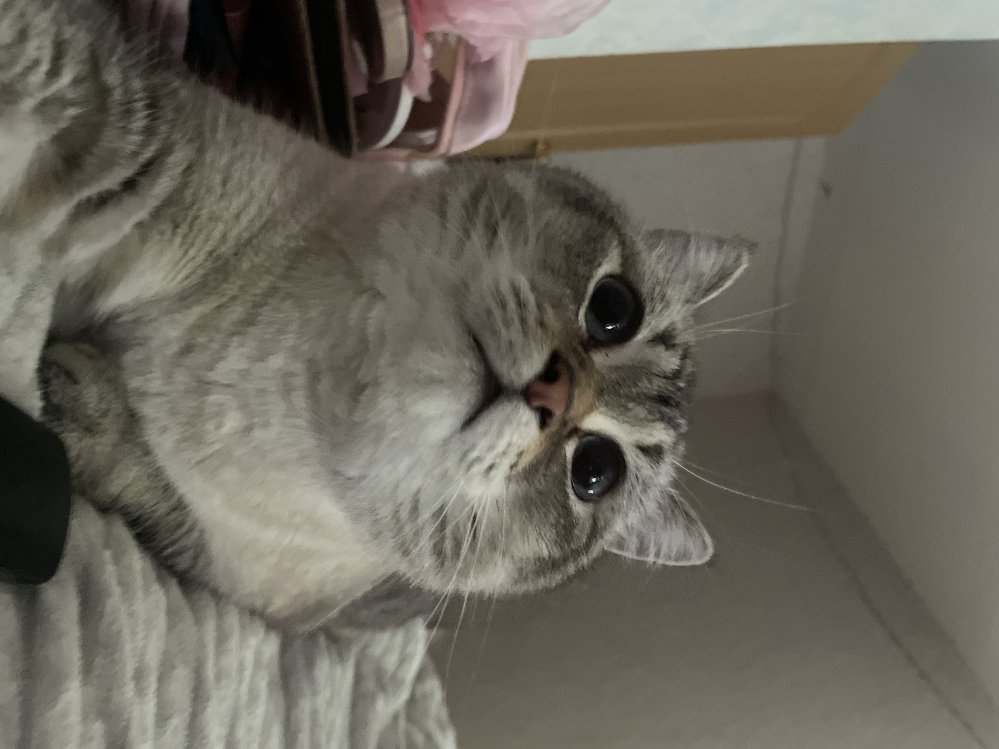 The image shows a close-up of a cat with large, dark eyes looking upwards. The cat has tabby markings on its face and ears, and its fur appears to be a mix of grey and white. The cat is lying on a textured, grey blanket. To the left of the cat, there is a partially visible object that appears to be a shelf or stand with some pink items on it, possibly shoes or bags. The background is out of focus but suggests an indoor setting with a wall and a doorframe. There is no identifiable information within the image that would indicate its location in Votkinsk, Russia, or any other specific city.