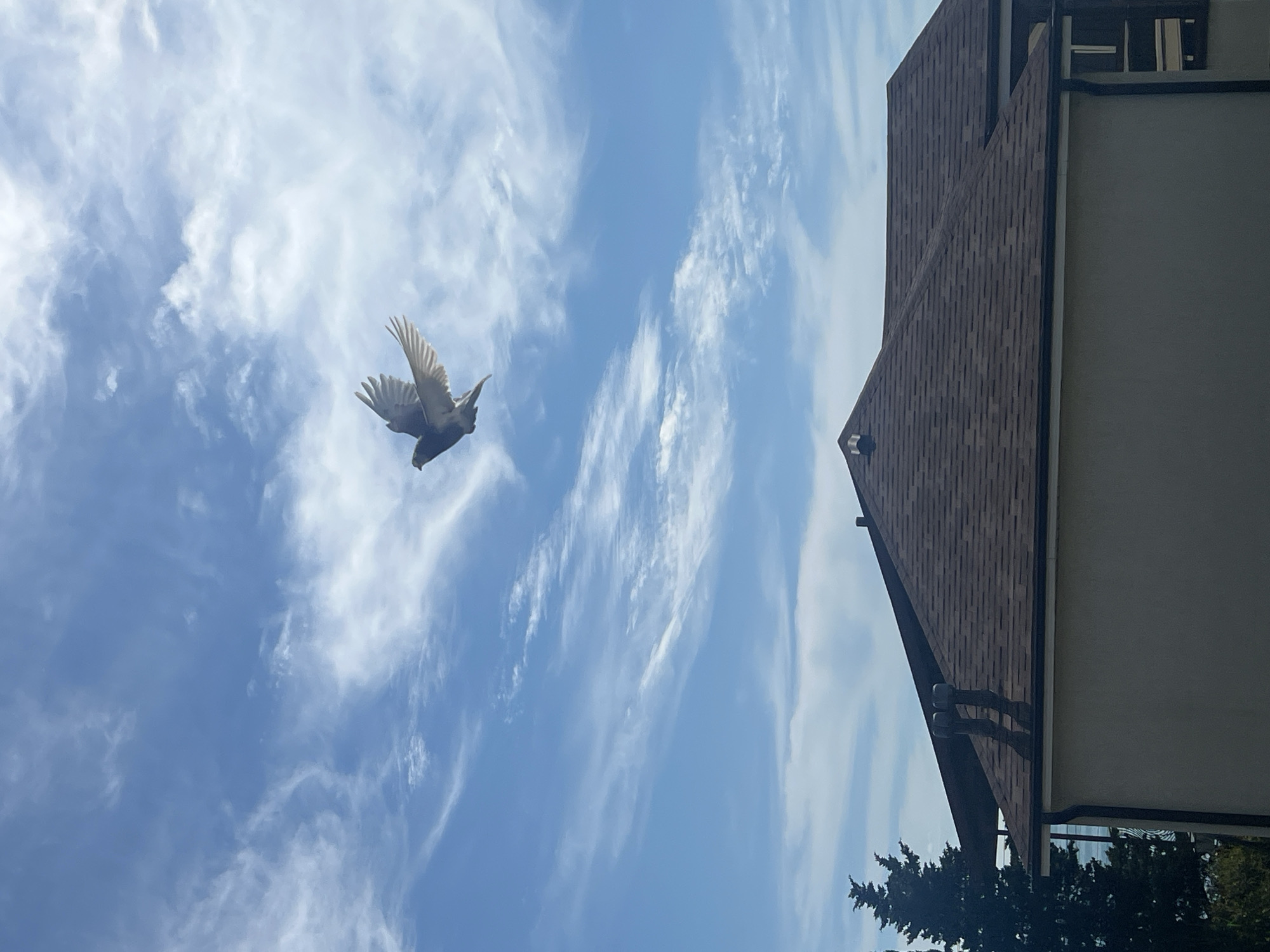 A single pigeon flies through a cloudy blue sky, its wings outstretched. Below the bird, the roof of a modern house is visible, with a dark shingled surface and a section of a beige-colored wall. The roof features two grey vent pipes. To the left of the house, a dark green coniferous tree stands tall. The background suggests a potential view of a body of water through the branches of the tree. The lighting indicates it is daytime.