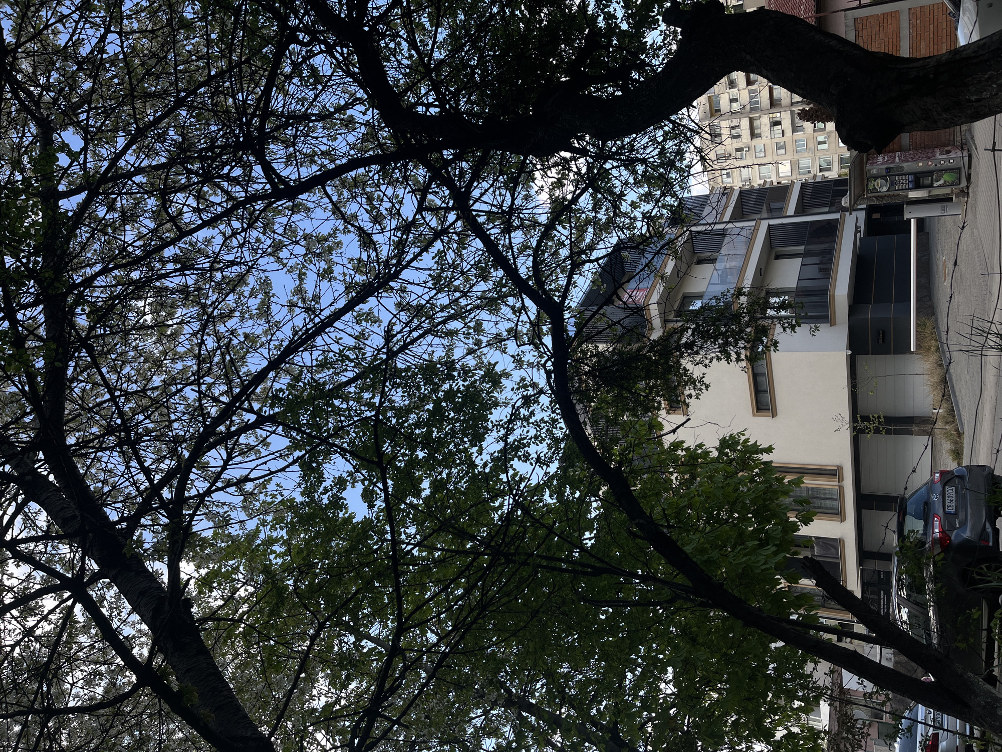 This image captures an upward view through a dense canopy of trees in an urban setting, likely Sofia, Bulgaria, given the context. The dominant foreground features are the dark silhouettes of tree trunks and branches, many of which bear small white blossoms or light green nascent leaves, suggesting springtime. Patches of clear blue sky are visible through the foliage, indicating daytime.
In the background, beyond the trees, several buildings are visible. To the right, a contemporary multi-story building with a light-colored facade, dark trim, and prominent glass windows and balconies stands out. A red sign, partially obscured, is visible on one of its balconies. Adjacent to its entrance, on the right side of the frame, a street vending machine with various product images and controls is positioned next to a paved area. A gray sedan with the Bulgarian license plate "CB 6608 CX" is parked nearby. Further back and slightly to the left, behind the modern structure, an older, taller residential or commercial building with numerous windows and a more utilitarian architectural style completes the urban backdrop.
The scene is static, depicting a streetscape viewed from below the tree line. The contrast between the dark tree silhouettes and the brighter sky and buildings is a notable visual element. No people are visible.