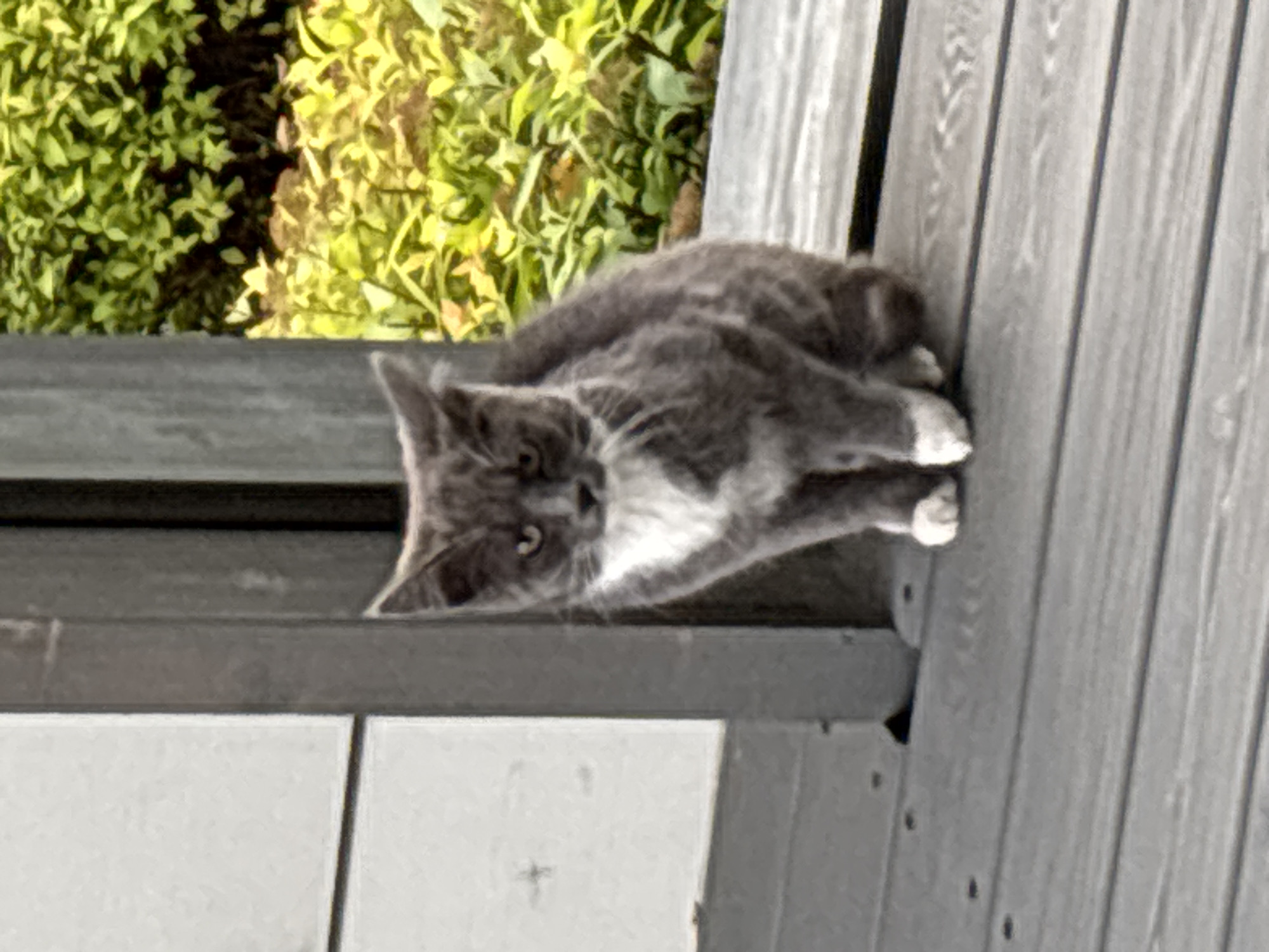 A medium shot captures a gray and white cat sitting on a wooden deck. The cat is facing forward, with its front paws together and its hind legs tucked beneath it. The cat's fur is short and appears slightly disheveled. Its eyes are a pale yellow, and its ears are pointed upwards. The cat has a white chest and white paws.
The wooden deck is made of gray planks laid horizontally. To the left of the cat is a light-colored vertical surface, possibly a wall or siding. To the right of the cat and in the background, there is dense green foliage, with some areas appearing yellow or light green, suggesting it is sunlit. The overall lighting suggests it is daytime. The scene appears to be outdoors, likely in a residential setting. There is no indication of the specific location being Zvenigorod, Russia, or any other city.