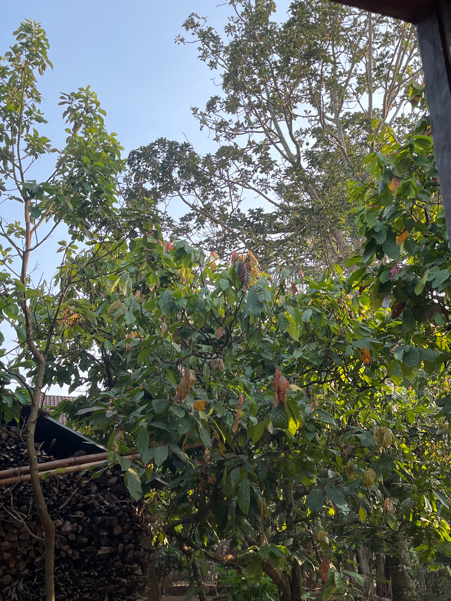 The image depicts a lush, verdant scene with abundant foliage under a clear blue sky. In the foreground, a young tree with green leaves and reddish-brown new growth stands prominently, its branches reaching upwards. To its left, a stack of firewood is visible, covered by a dark roof, suggesting a rural or semi-rural setting. Behind this, larger trees with dense canopies dominate the background, their branches interwoven. Sunlight filters through the leaves, creating dappled patterns and highlighting the vibrant greens and occasional warm hues of the foliage. The overall impression is one of natural beauty and tranquility, likely captured in a tropical or subtropical environment. Given the query's context, this scene could be representative of the agricultural landscapes found in and around Kebumen, Indonesia, which is known for its fertile land and diverse flora.
