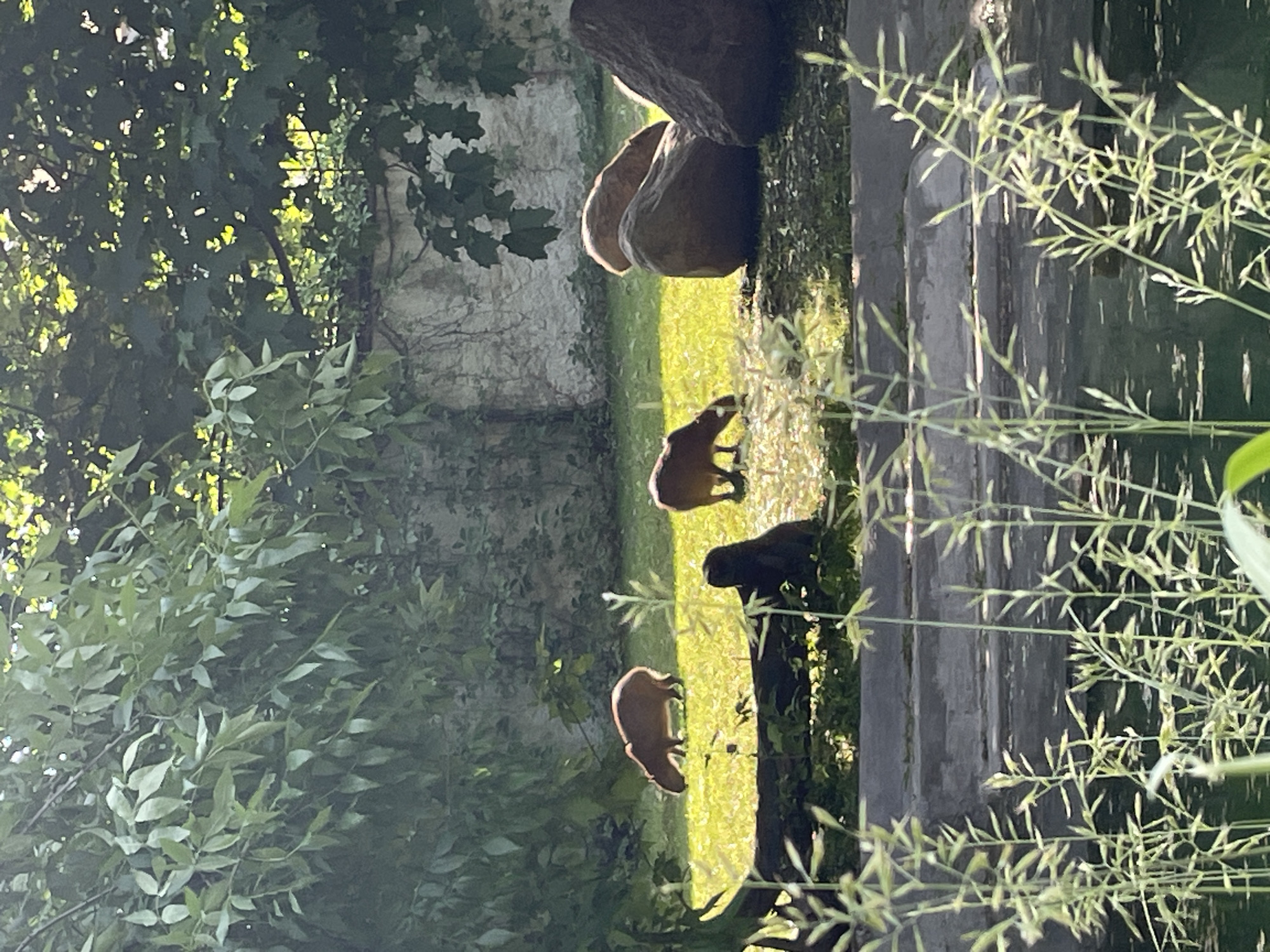 The image depicts three capybaras foraging in a grassy area, possibly a zoo enclosure, in Moscow, Russia. Two large stones rest on the grass near a wall, and the scene is framed by foliage from trees and other plants. There is a wall with a body of water beside it. Sunlight filters through the trees, casting shadows and creating a bright contrast on the grass.