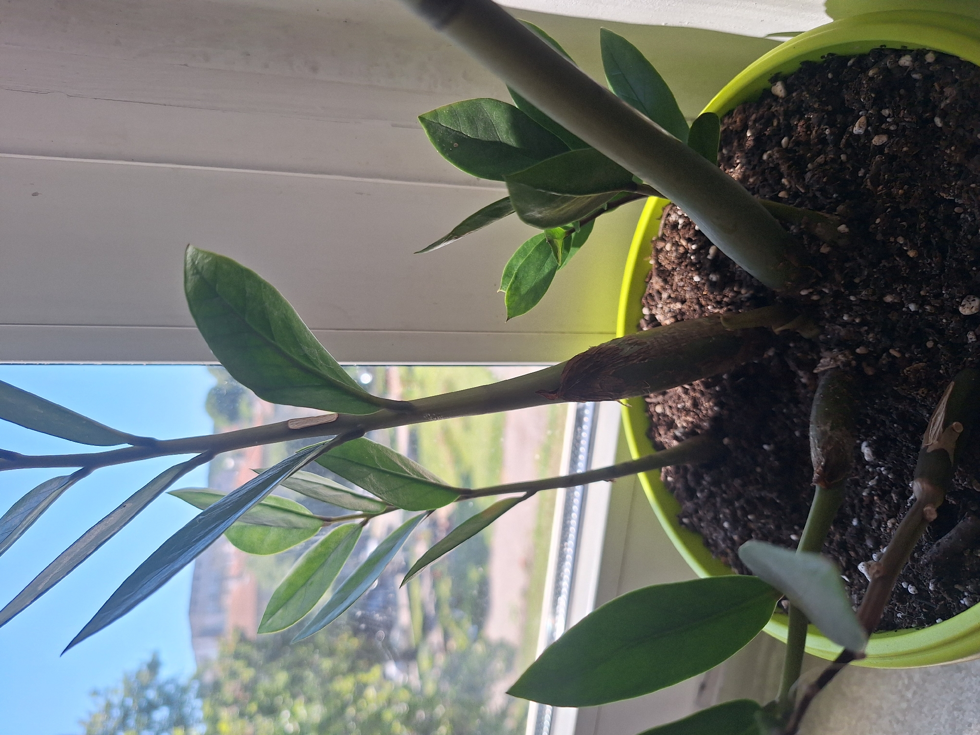 A close-up shot captures a potted ZZ plant in a bright green planter situated on a windowsill. The plant's glossy, dark green leaves are vibrantly displayed against a backdrop of a blurred outdoor scene and a white vertical element, possibly a wall or window frame. Through the window, trees and buildings are visible under a clear blue sky. The plant's thick, waxy stems emerge from rich, dark soil, with visible perlite mixed throughout. The composition focuses on the lush foliage and the healthy growth of the plant, highlighting its natural beauty in an indoor setting.