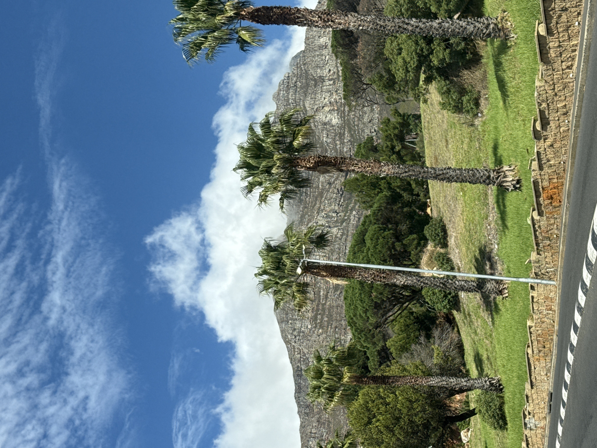 The image shows a landscape in Cape Town, South Africa, featuring Table Mountain as a backdrop. The sky is blue with wispy clouds. A row of palm trees lines a roadside with a paved surface marked with black and white stripes. Adjacent to the road is a grassy embankment reinforced by stone retaining walls. Vegetation, including trees and shrubs, is scattered across the hillside beneath the mountain. No people are visible in the image.