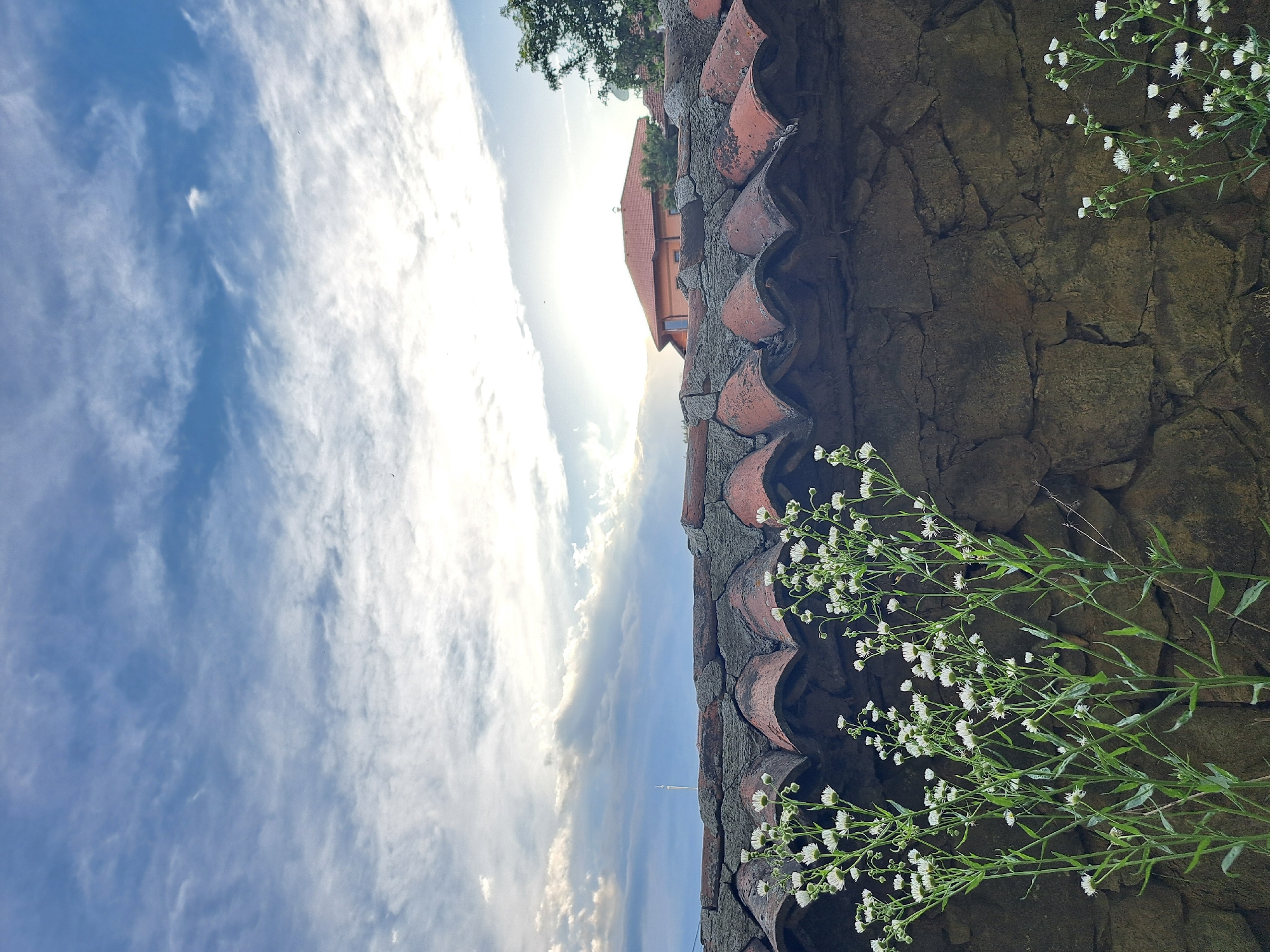 In Lokorsko, Bulgaria, a vertical, eye-level shot captures a rustic scene featuring a weathered stone wall topped with curved, reddish-brown terracotta roof tiles. A patch of bright green, leafy plants with small white flowers grows in front of the wall, with some stalks extending upwards towards the roofline. In the background, a residential building with a terracotta roof and light-colored walls is partially visible amongst trees under a wide expanse of blue sky with scattered white clouds. The sun is visible in the upper right quadrant, casting a bright glow.
