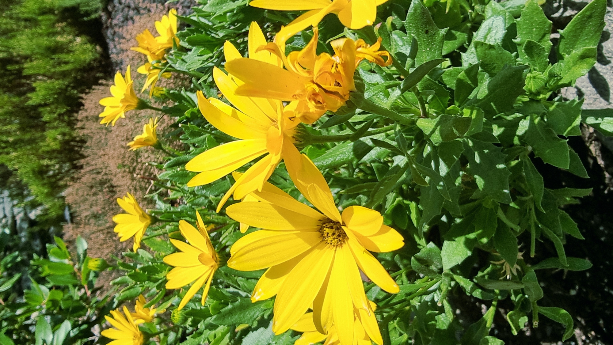 A group of bright yellow daisy-like flowers are in full bloom, surrounded by lush green foliage. The flowers have many slender petals radiating from a dark central disk. The background consists of dry, brown vegetation and some scattered stones. The scene appears to be in a garden or natural outdoor setting, bathed in sunlight. No people are present in the image.