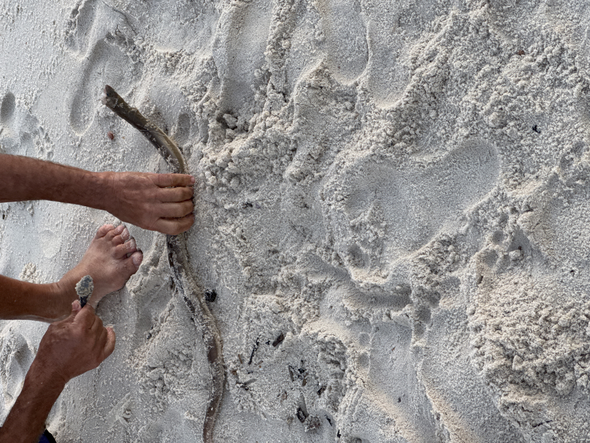 In Niterói, Brazil, a person's hands are shown close-up, sifting sand with a small spoon near their bare feet. A slender, dark, eel-like creature lies on the light-colored sand in front of them. The environment is a sandy beach with visible footprints and scattered small debris. The focus is on the interaction between the person, the sand, and the creature.