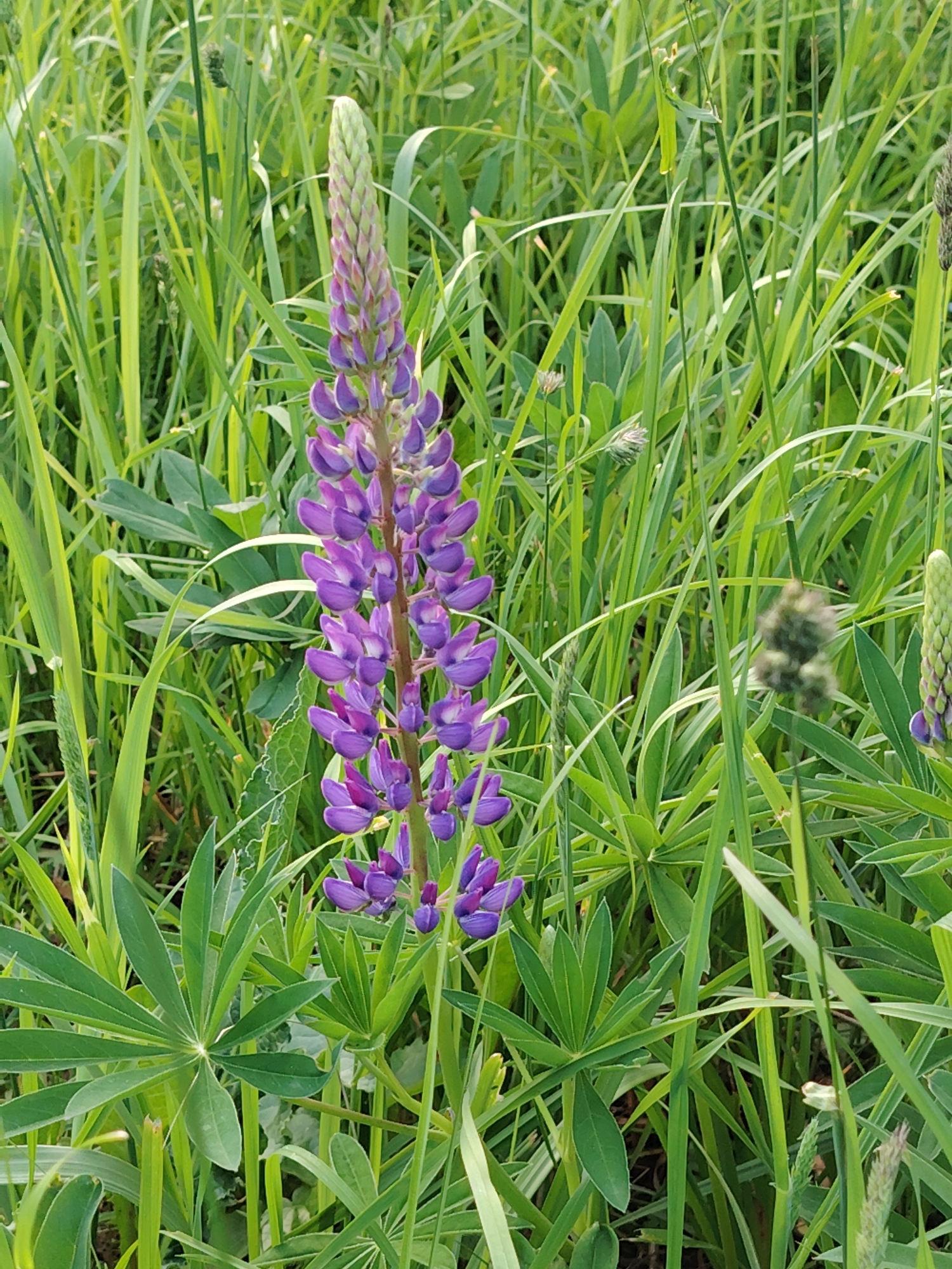 This is a vertical medium shot of a vibrant purple lupine flower amidst a dense field of green foliage. The central subject is a tall, spiky inflorescence of a lupine plant, with numerous individual purple flowers in various stages of bloom, ascending from the bottom upwards. The top portion of the flower spike shows lighter green buds, indicating it is still developing.
The distinctive palmate leaves of the lupine plant are visible in the lower foreground and mid-ground, featuring several leaflets radiating from a central point. Surrounding the lupine, and filling the entire background, is a thick growth of tall, slender green grasses and other leafy plants, creating a lush, natural environment. Some less distinct, light green or brownish seed heads or flower clusters are interspersed within the grass in the background.
The lighting suggests a bright, natural outdoor setting, possibly during morning or late afternoon, as the light appears soft and diffused, highlighting the freshness of the greenery and the vibrant color of the flower. There are no harsh shadows. The color palette is dominated by various shades of green, contrasting with the rich purple of the lupine. The scene depicts a serene natural landscape, likely a meadow or field in Бараўлянскі сельскі Савет, Belarus. No human activity or visible text is present.
